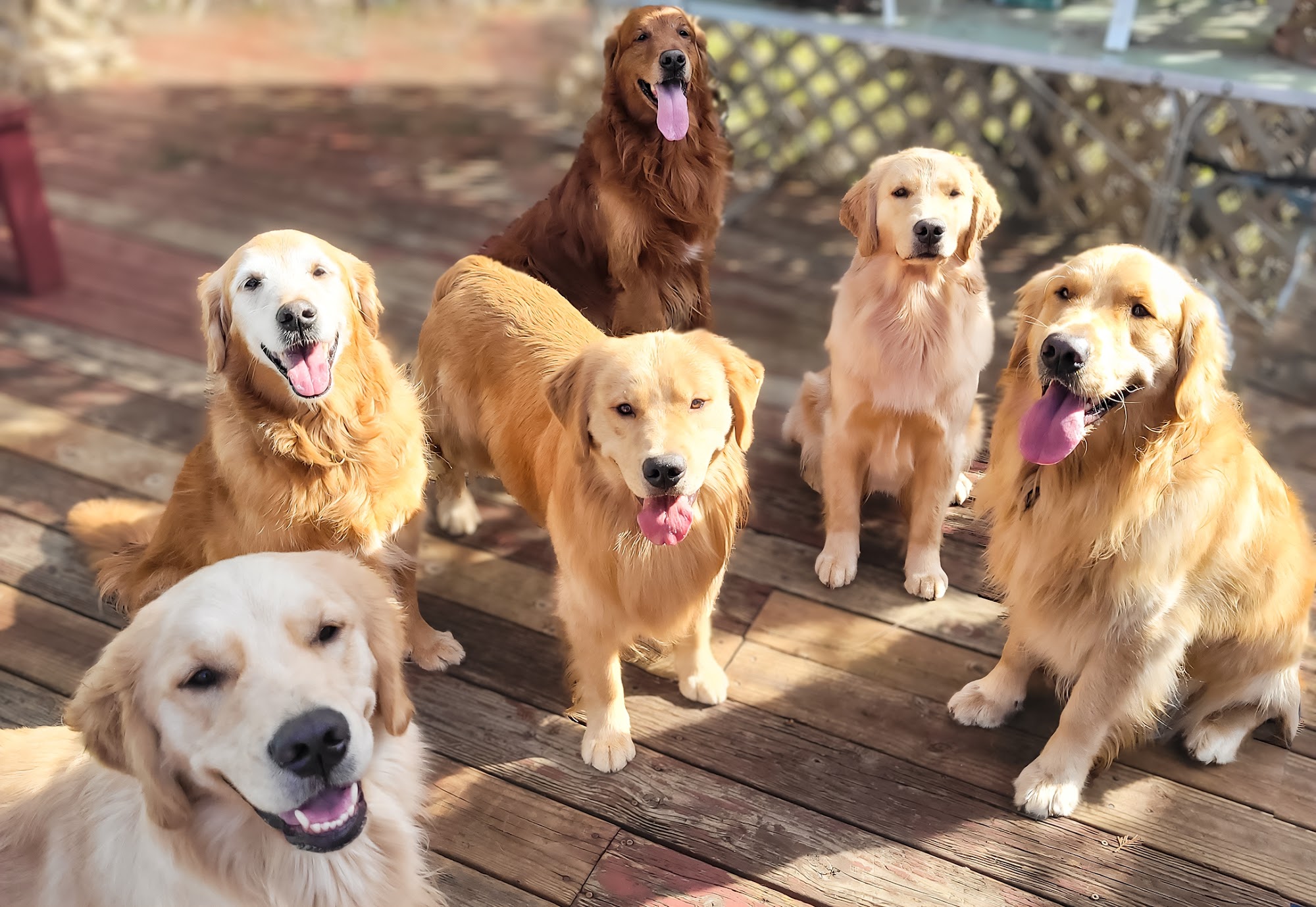 K9Kapers Dog Training, CPDT Shelton