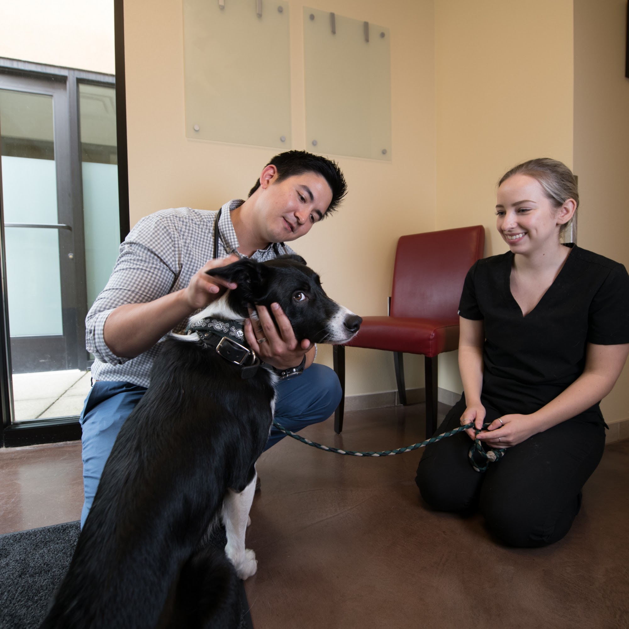 Animal Surgical & Orthopedic Center Shoreline