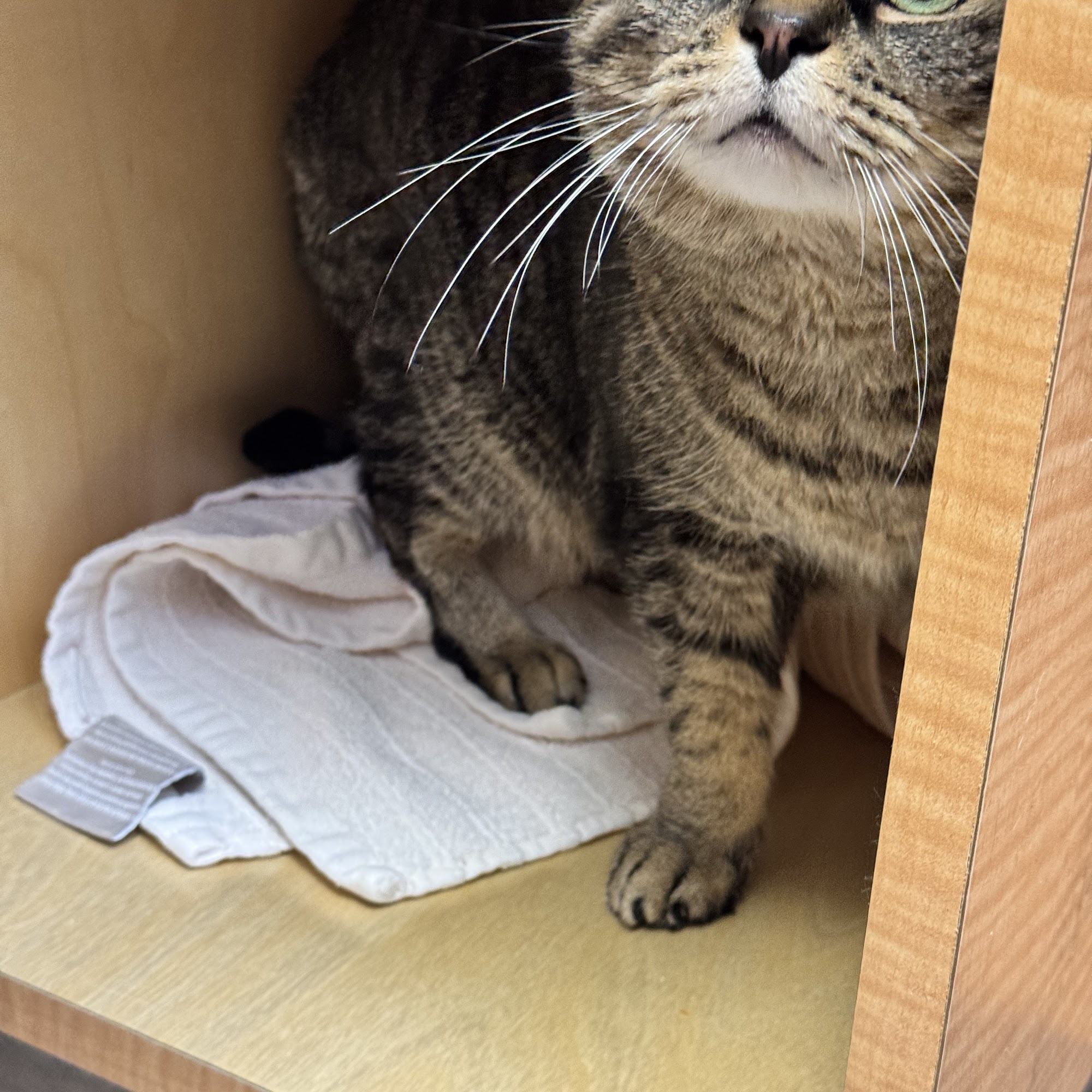 Feline Hyperthyroid Treatment Center Shoreline