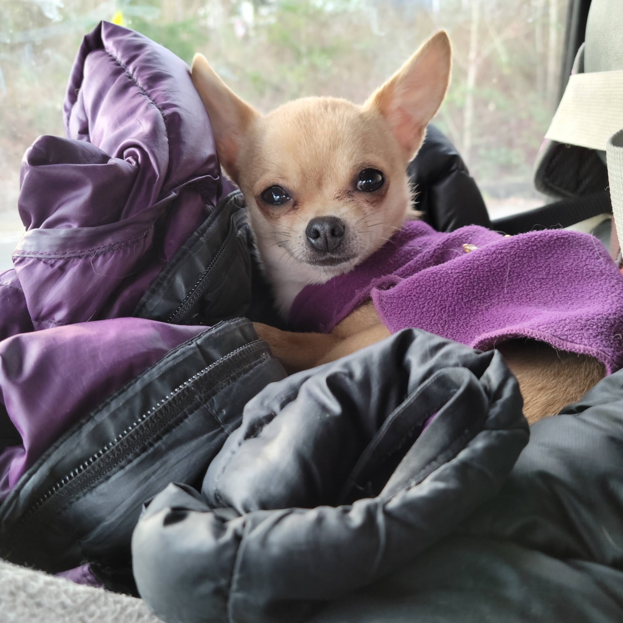 Seattle Walk Stars Shoreline