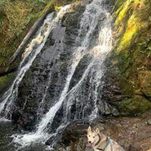 Naturally 4 Paws Silverdale