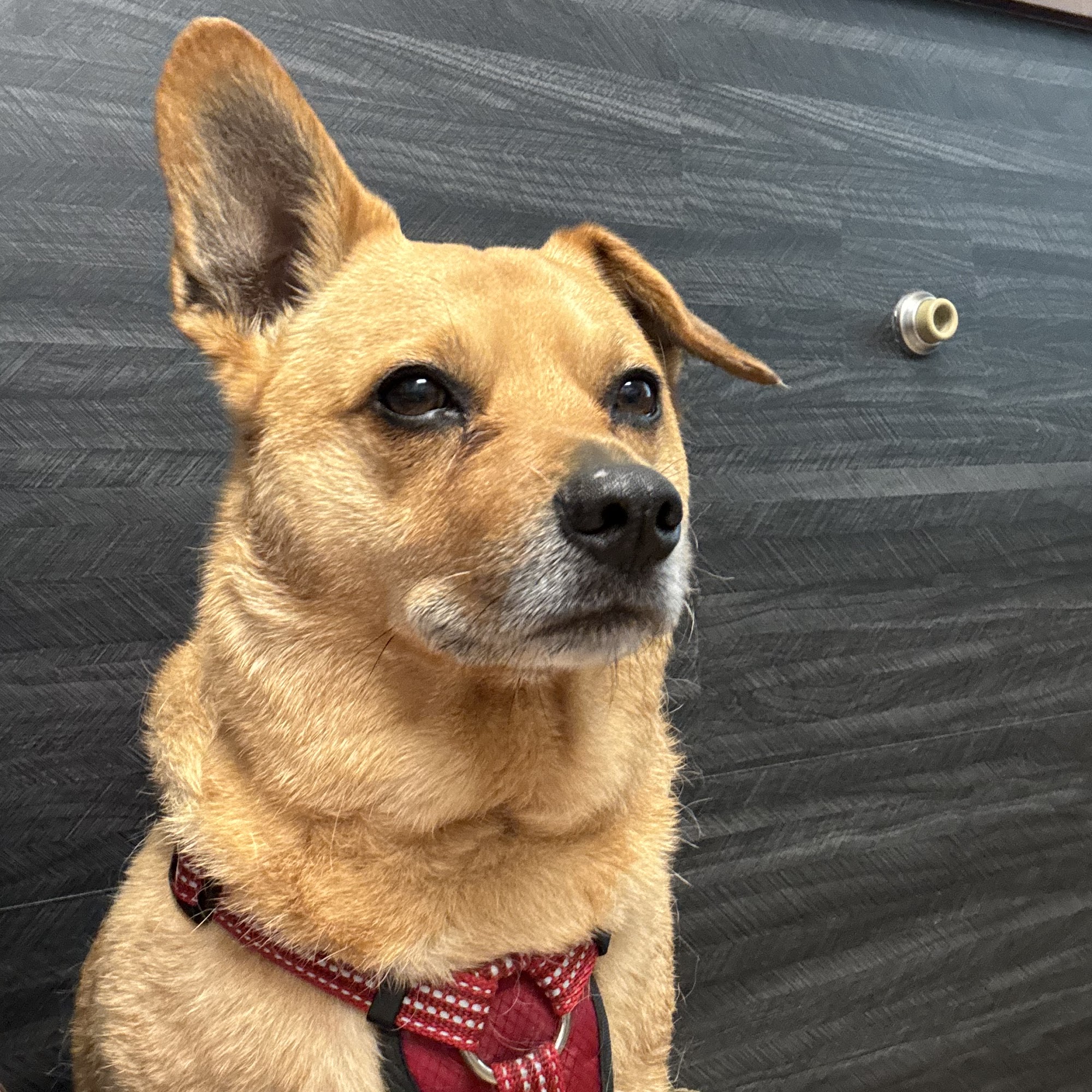 Ridgetop Animal Hospital Silverdale