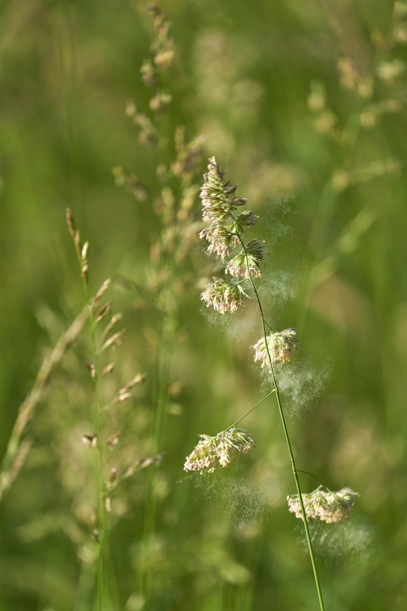 Advanced Allergy and Asthma, PLLC