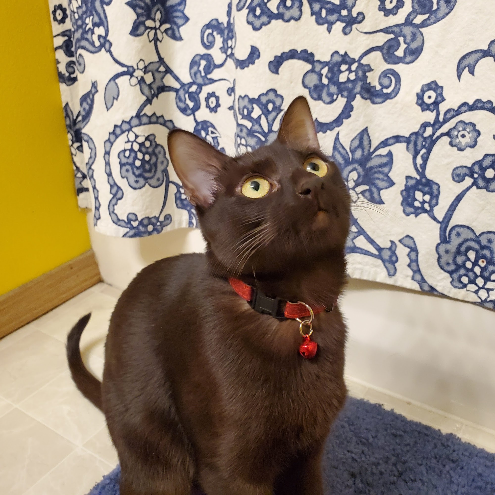 VCA Snohomish Animal Hospital Snohomish