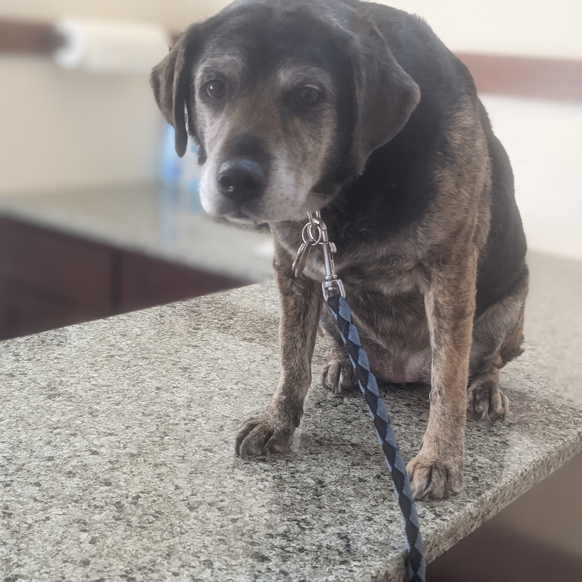 Mountain View Animal Hospital Snohomish