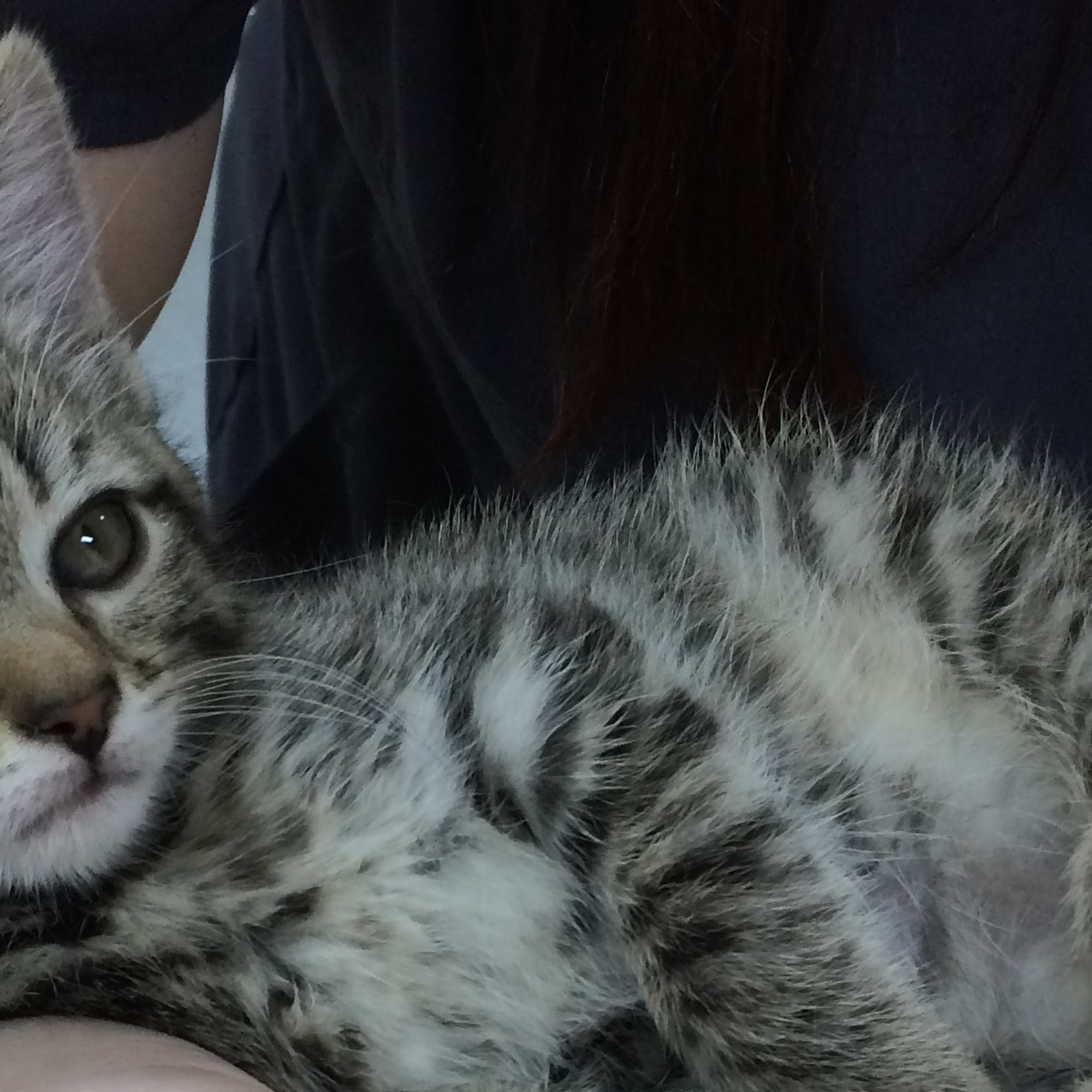 Companion Vet Clinic Snohomish