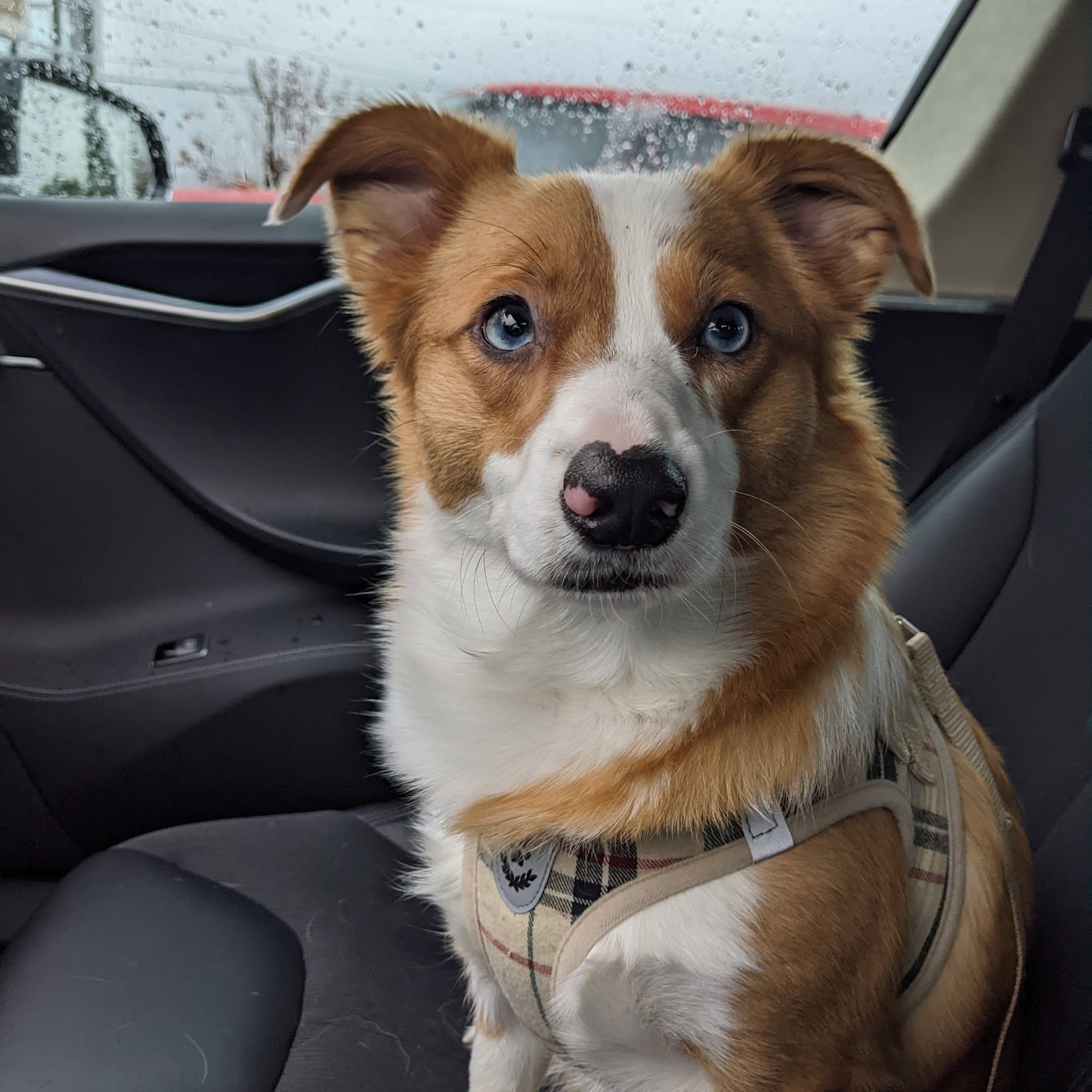 Alpine View Veterinary Hospital Snohomish