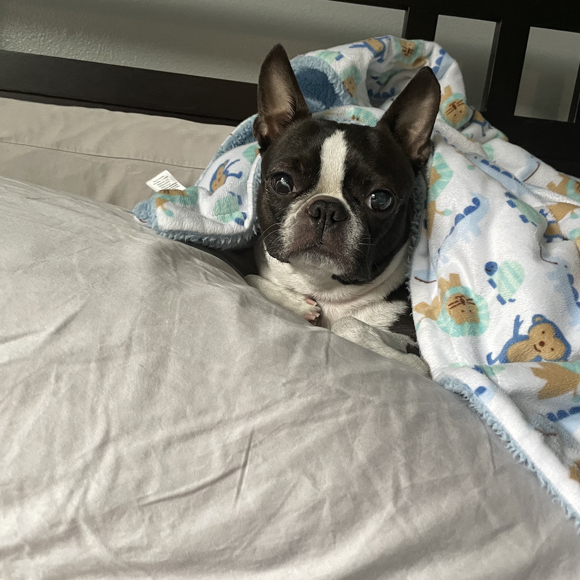 Clearview Animal Hospital Snohomish