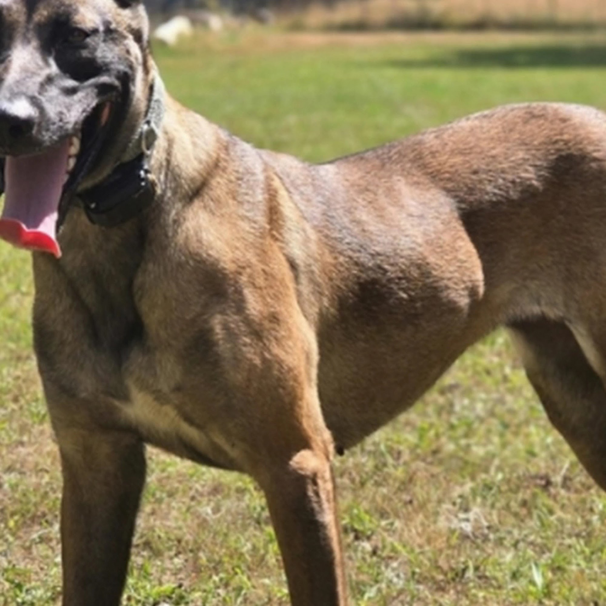 A Canine Experience Snohomish