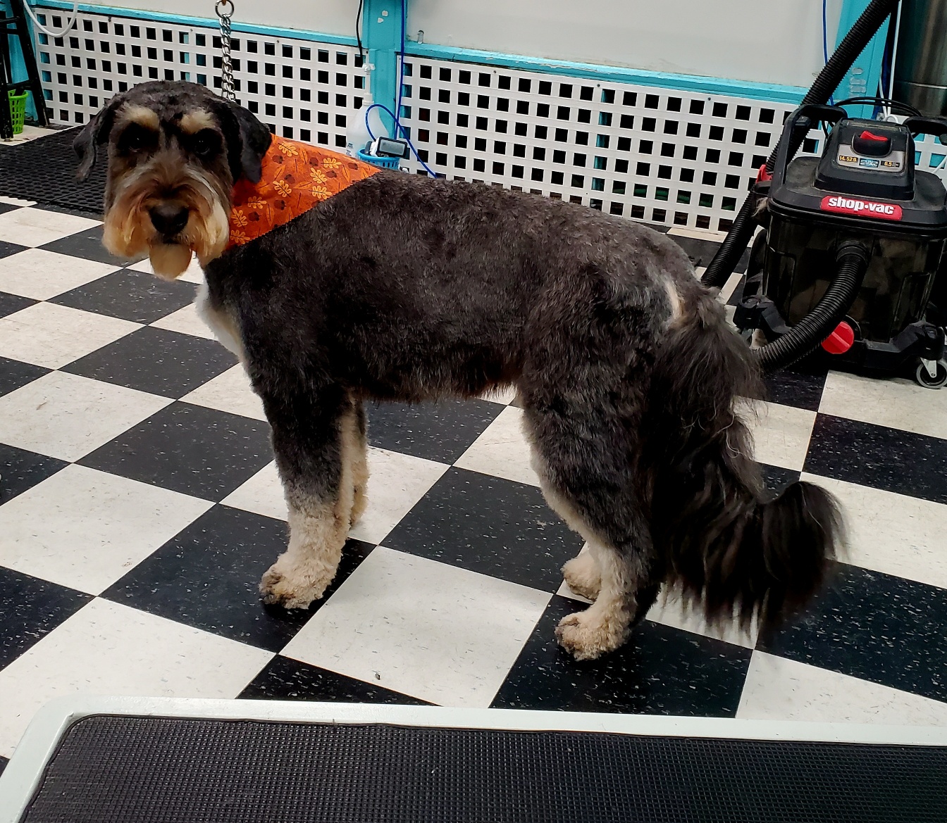 The Soapy Paw Snohomish