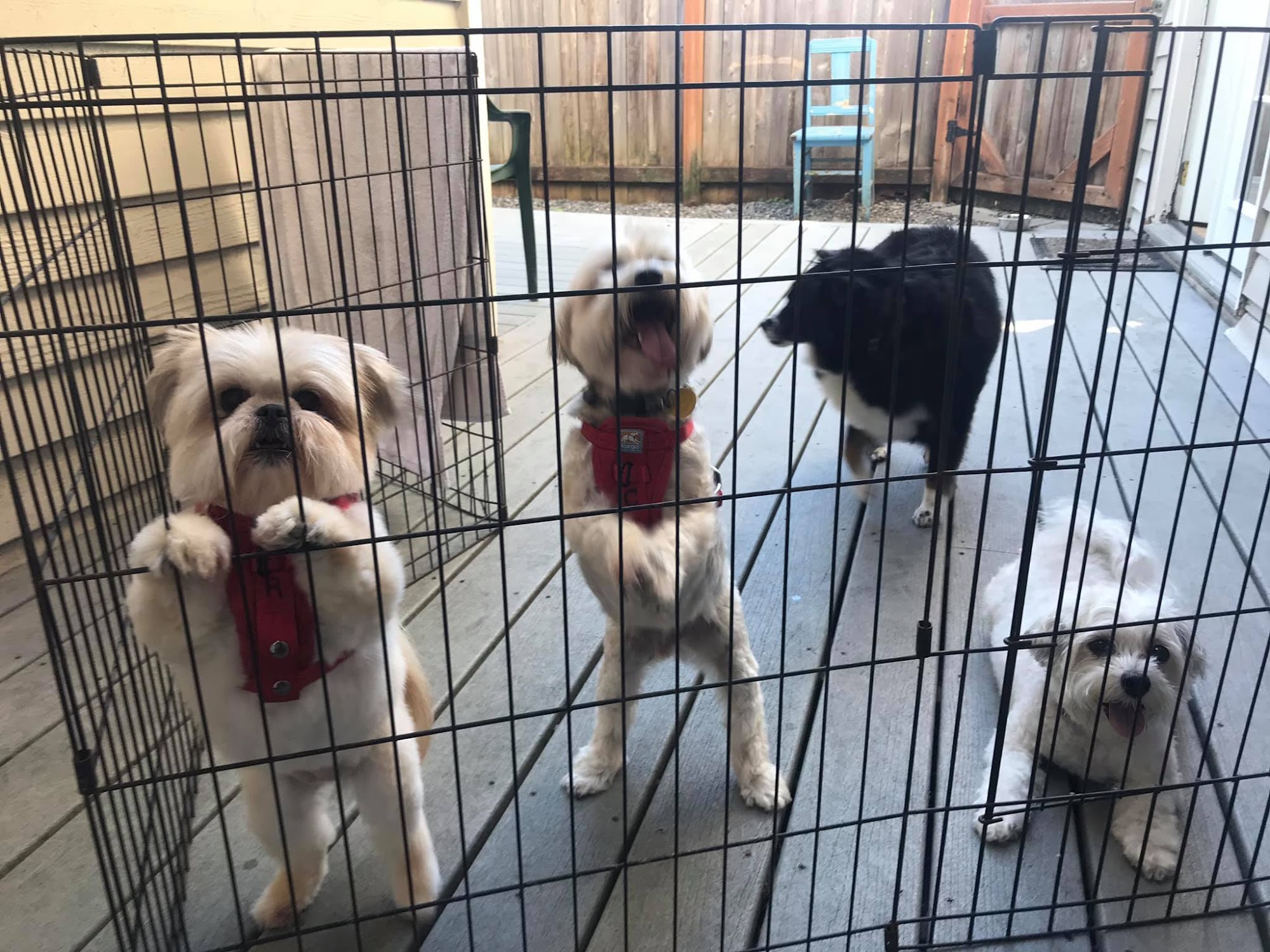 You Dirty Dog Snohomish