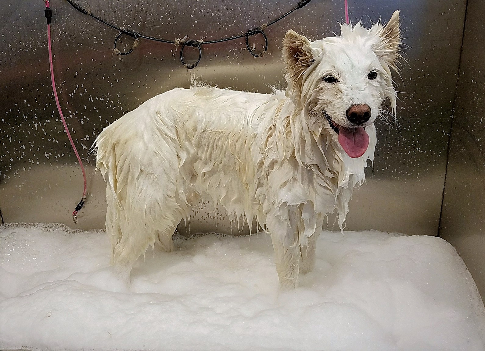 Snohomish Dog Spaw Snohomish