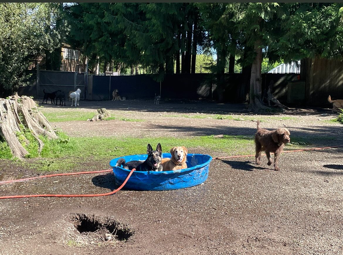 Bone-A-Fide Dog Ranch Snohomish