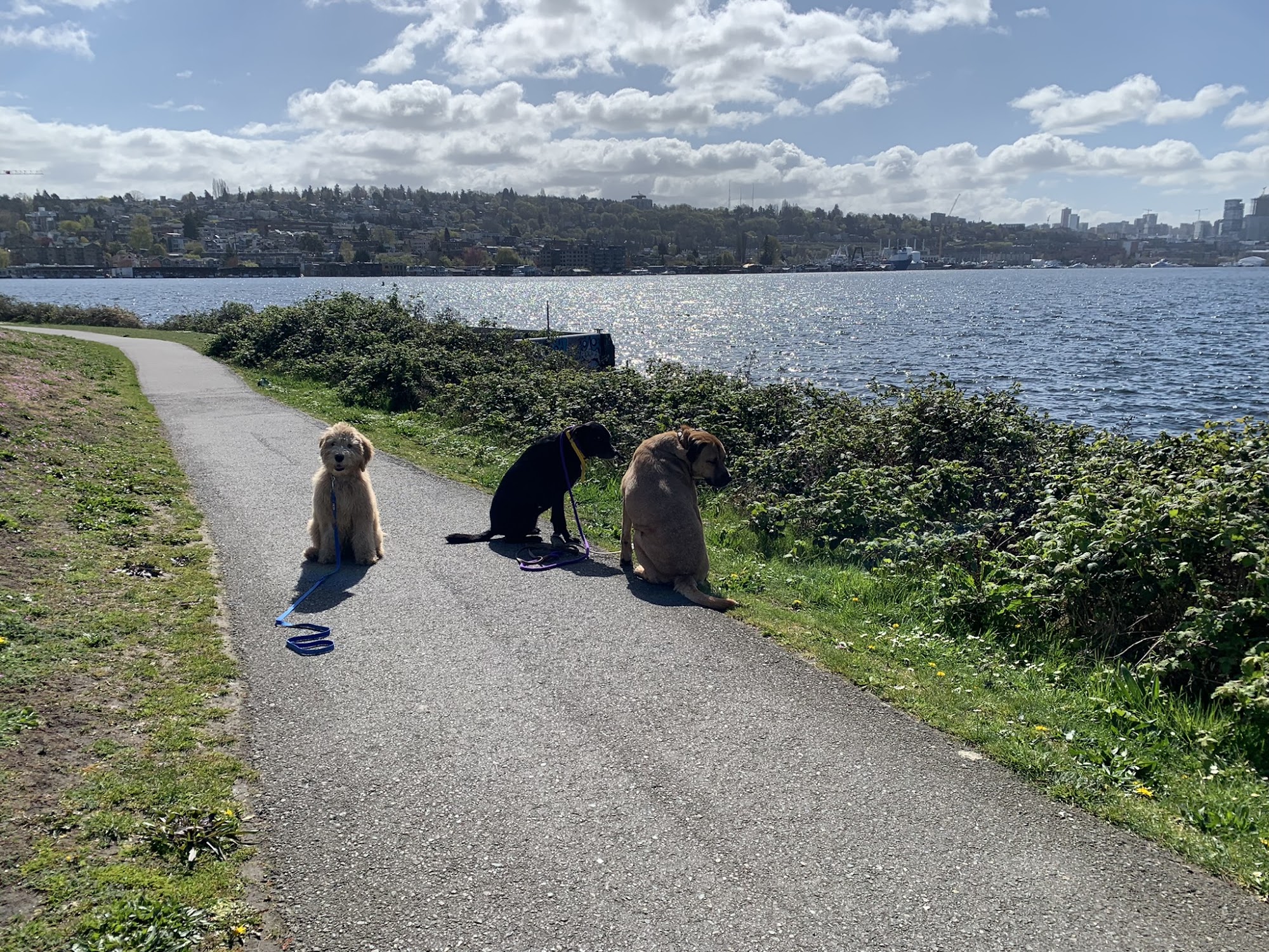 MINDFUL ADVENTURE DOG ACADEMY LLC Snohomish