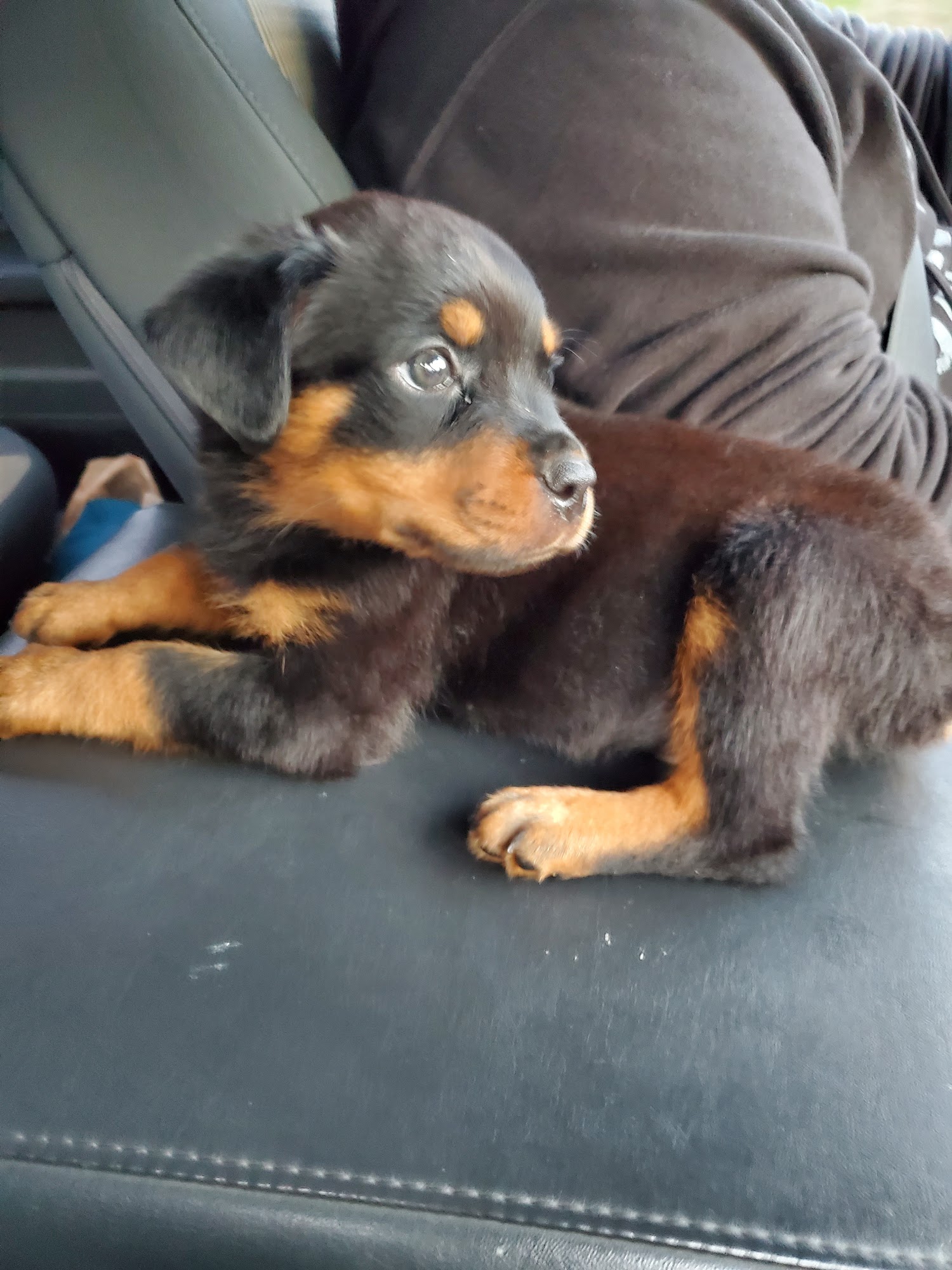 C and G German Import Rottweilers Snohomish