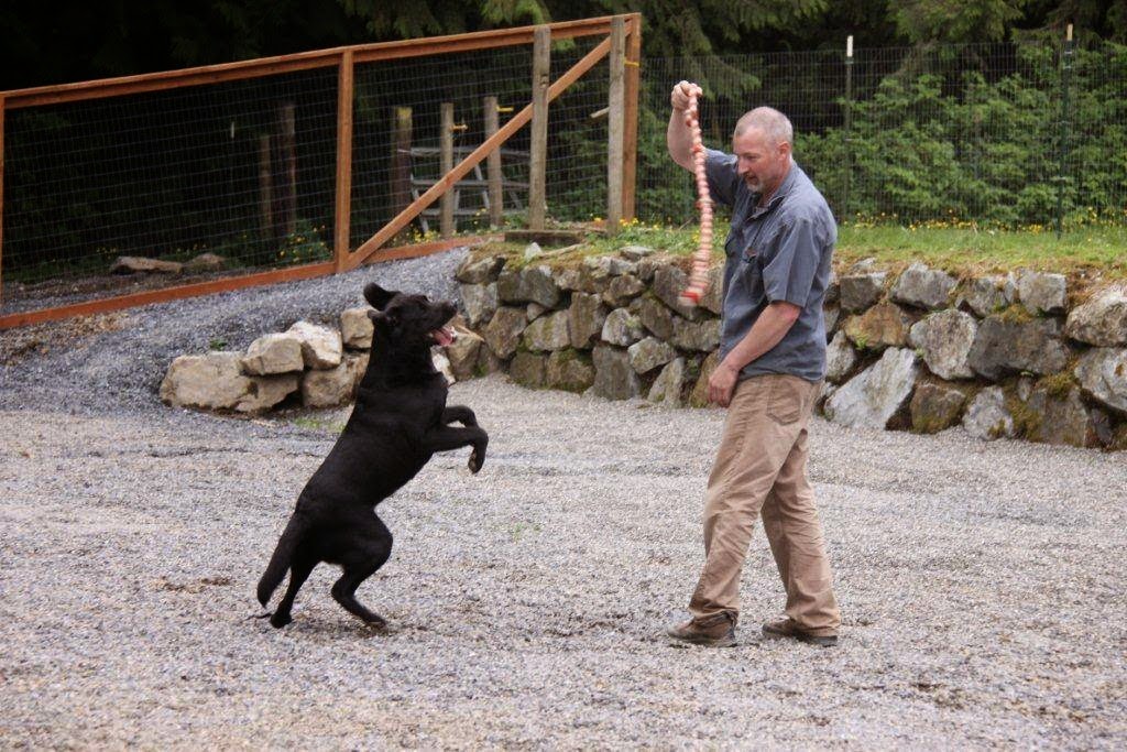 Mountain View Dog Ranch Snohomish