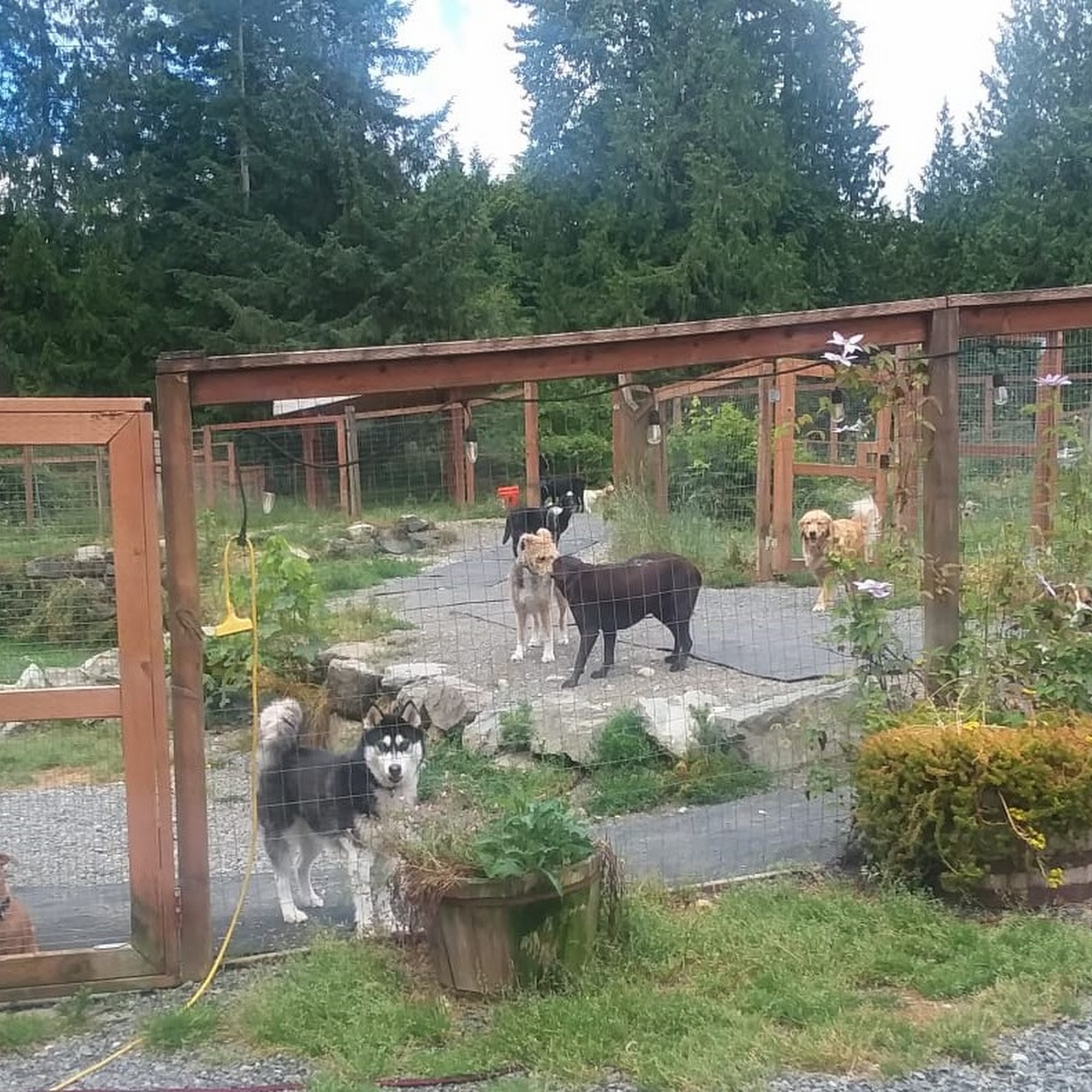 Mountain View Dog Ranch Snohomish