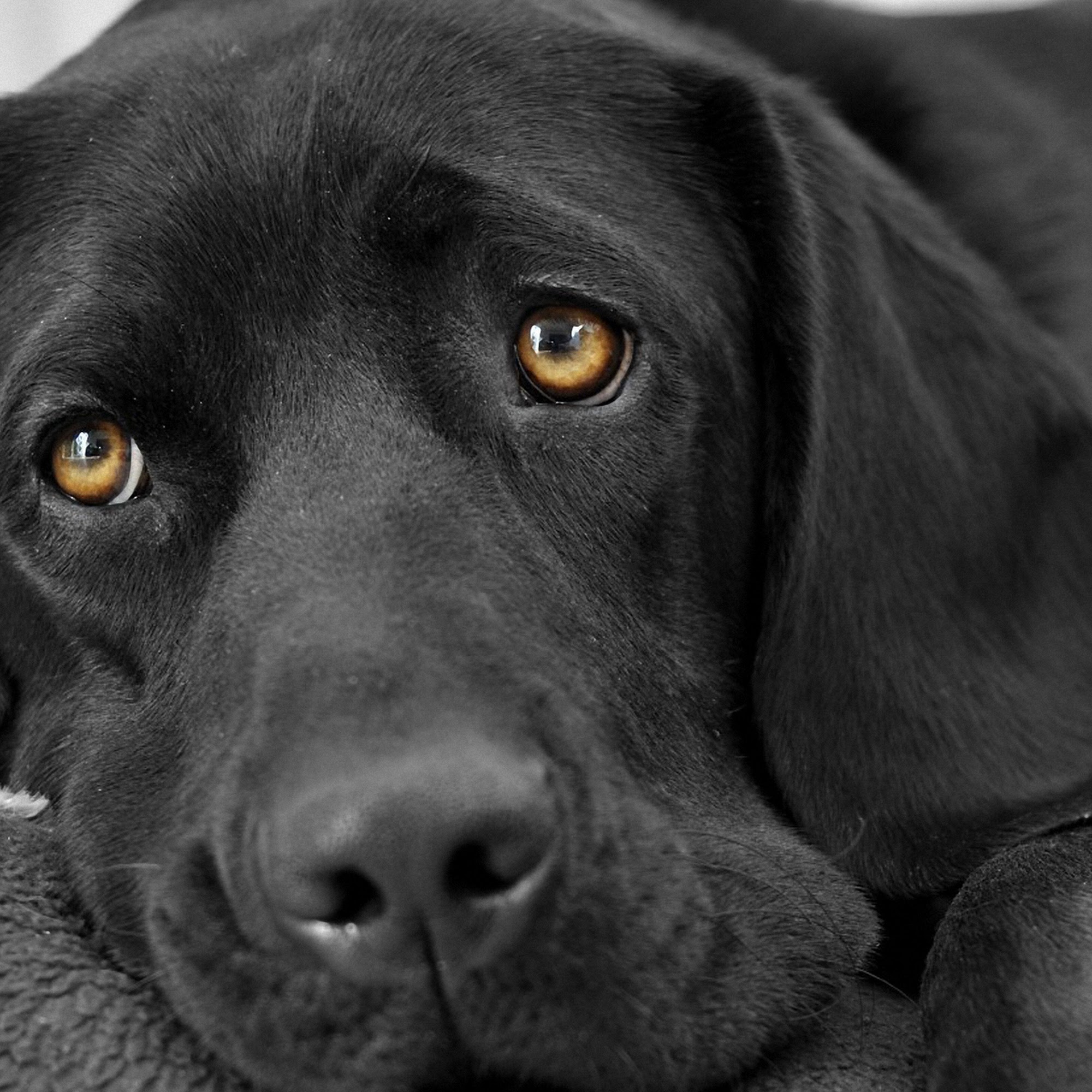 Snoqualmie Ridge Veterinary Hospital Snoqualmie