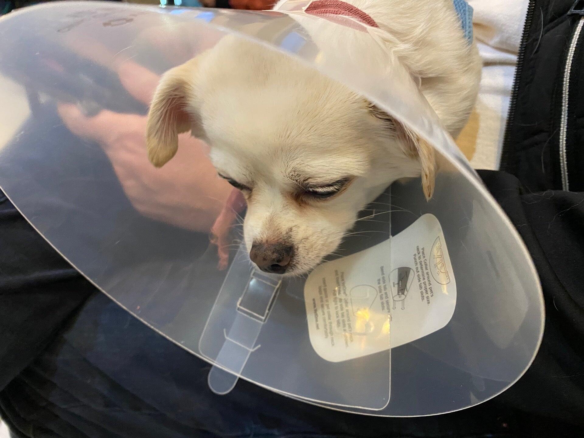 Tahoma Veterinary Hospital Spanaway