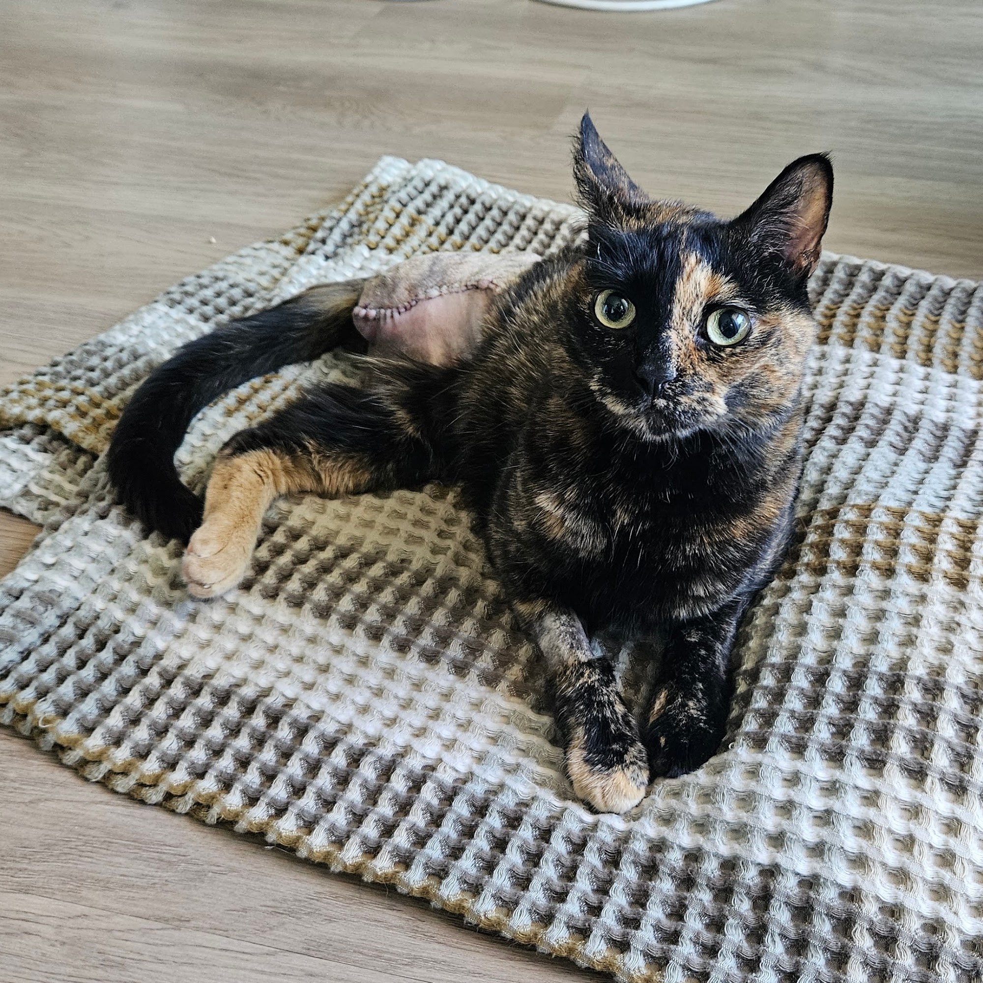 Tahoma Veterinary Hospital Spanaway