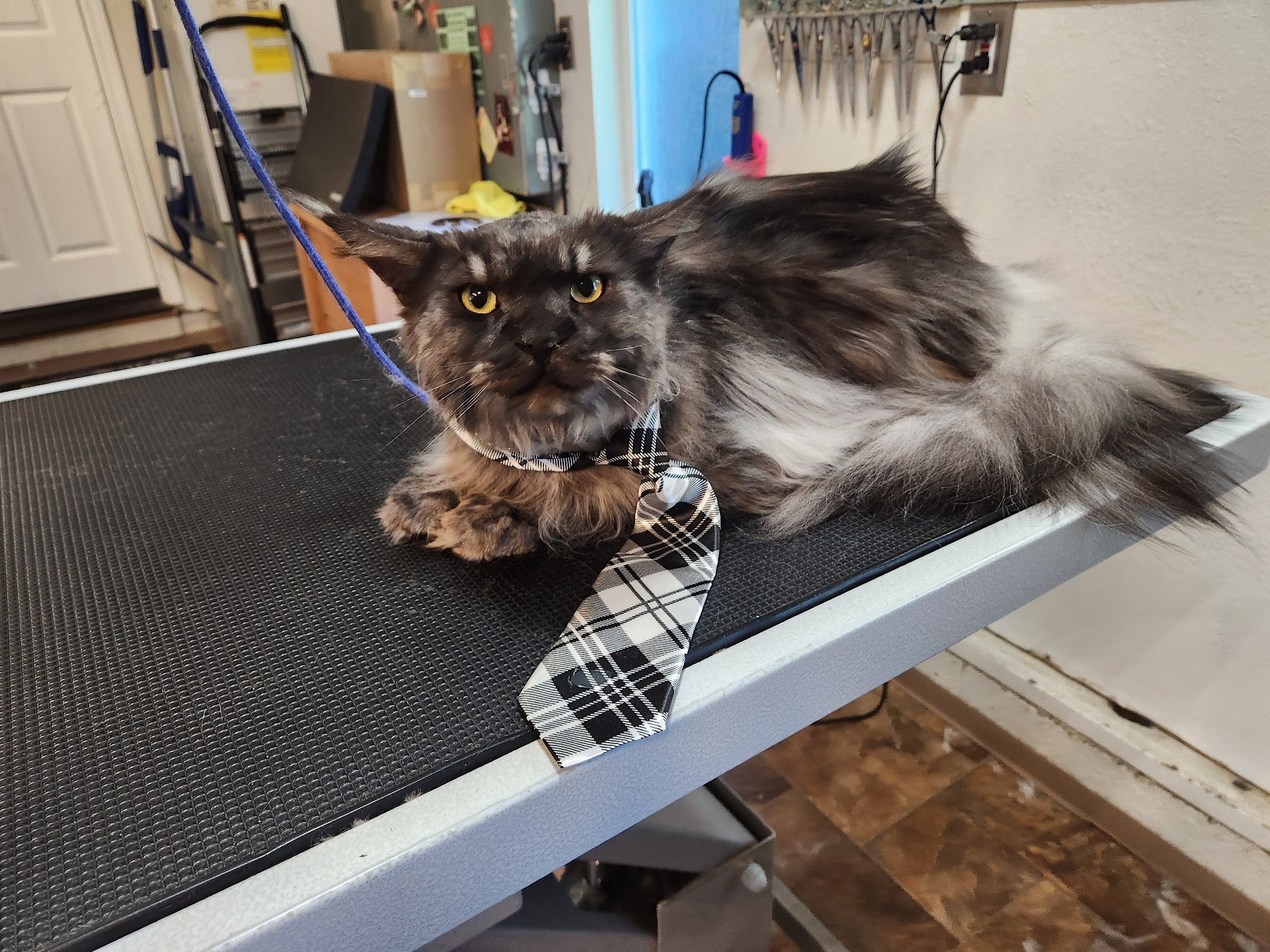 Grooming Pretty Pets Spanaway