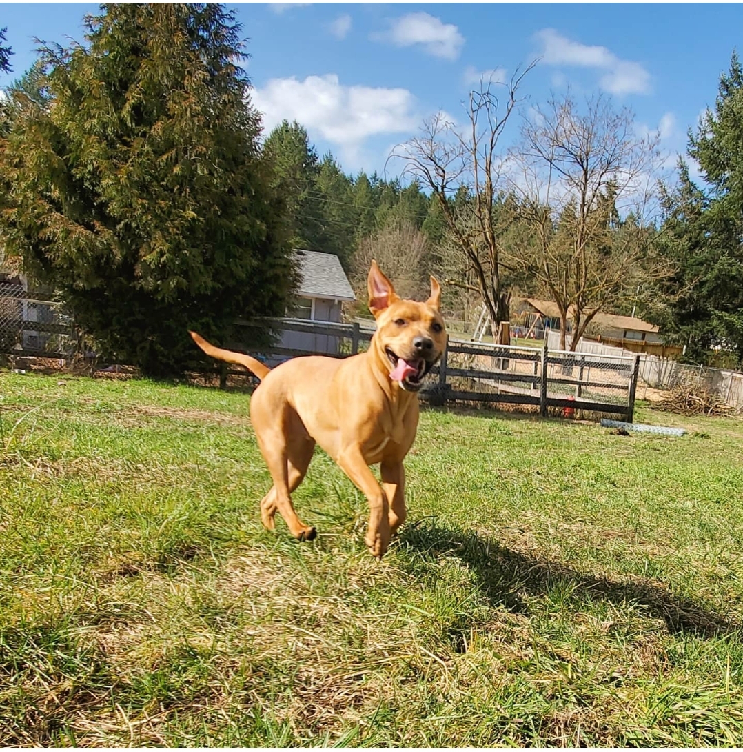 Brittney's Dog House, LLC Spanaway