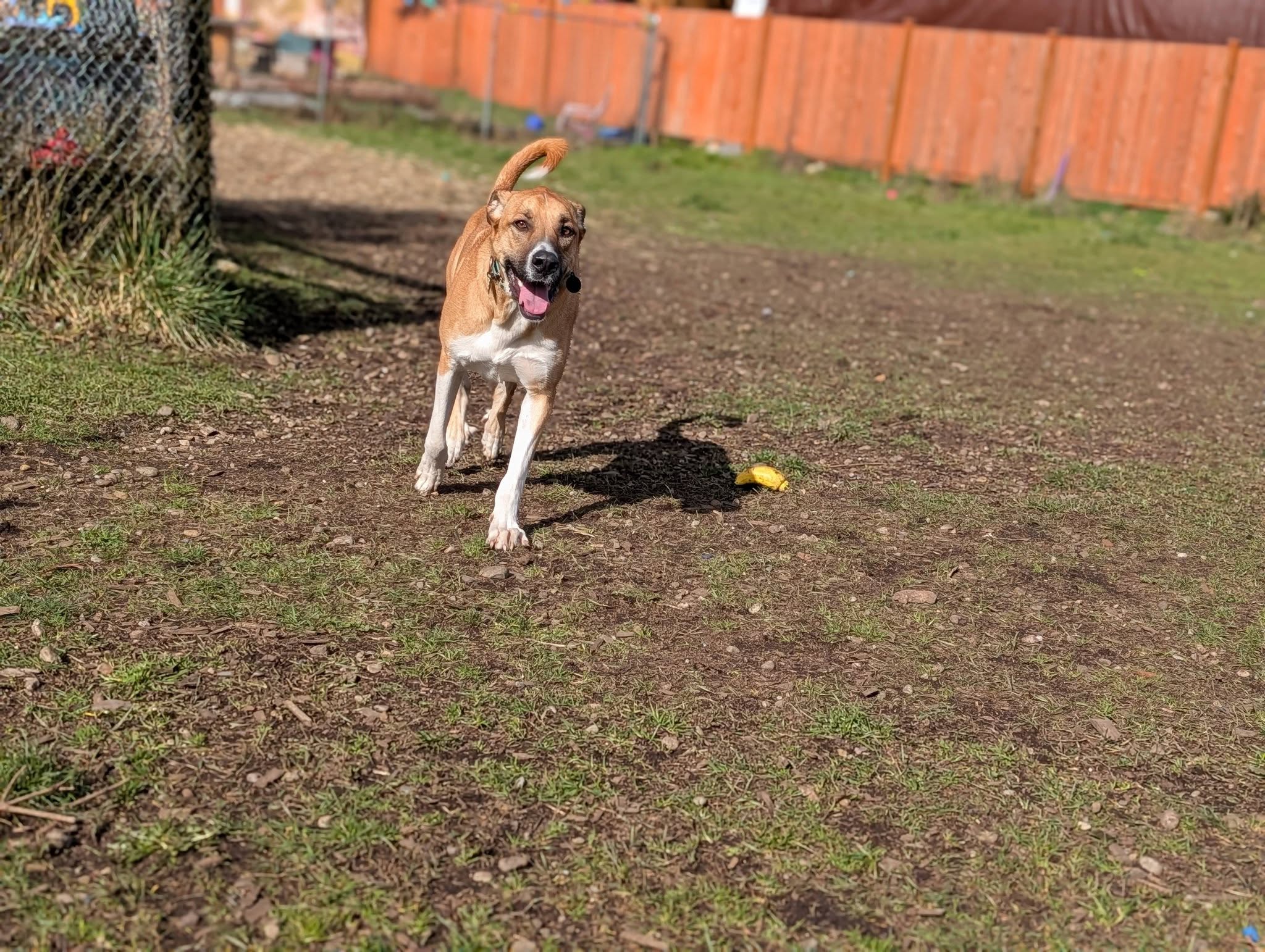 Brittney's Dog House, LLC Spanaway