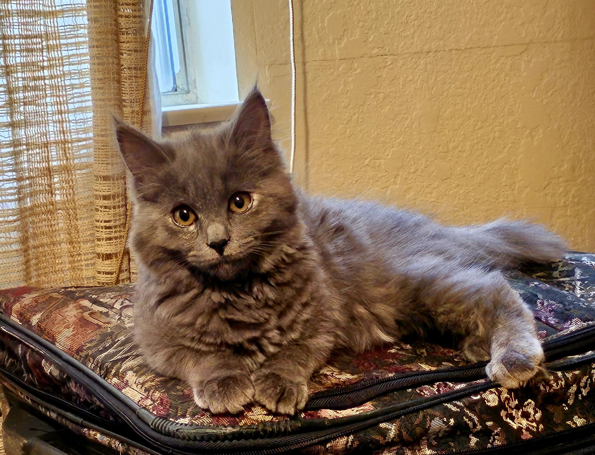 Pet Savers Spokane Valley