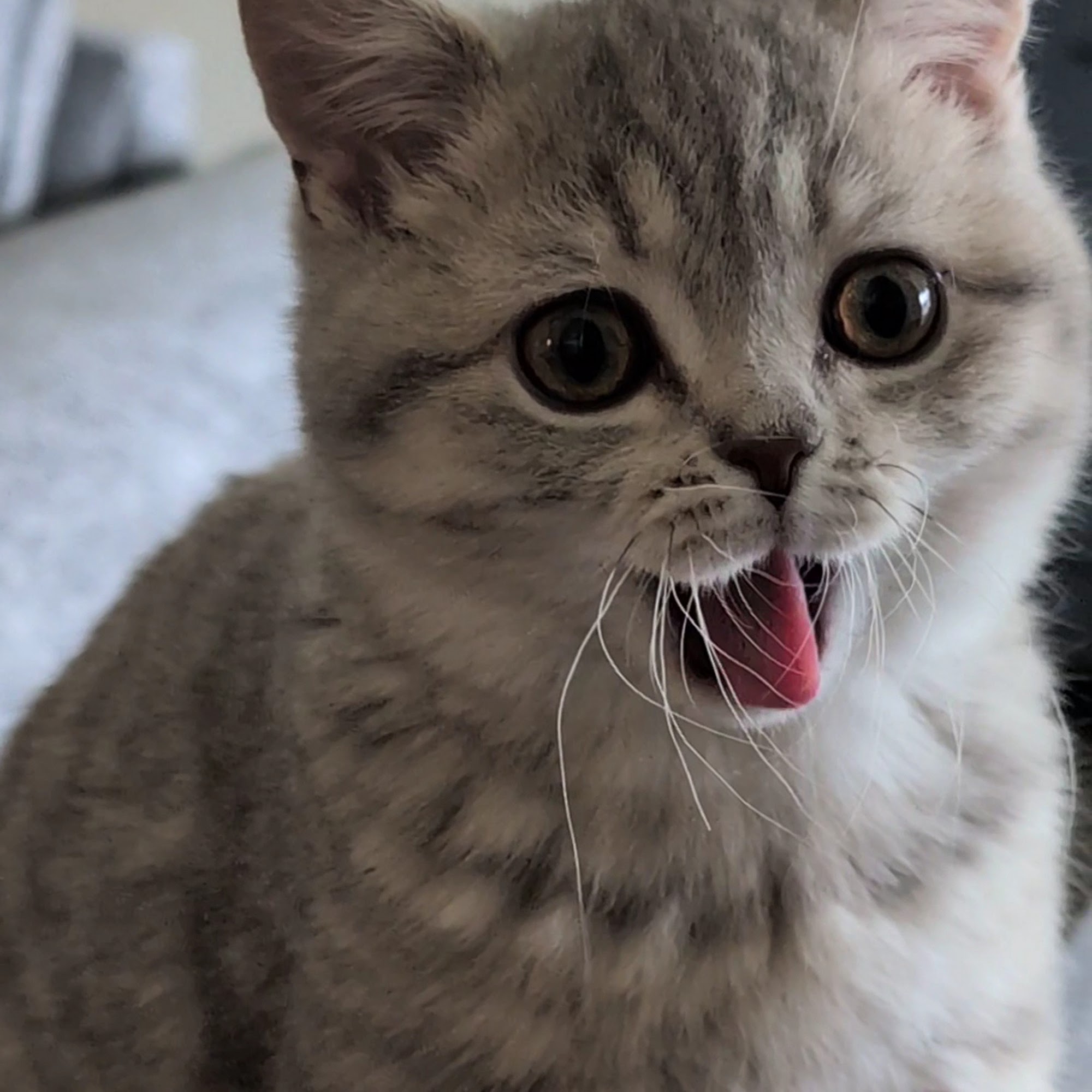 Pet Savers Spokane Valley