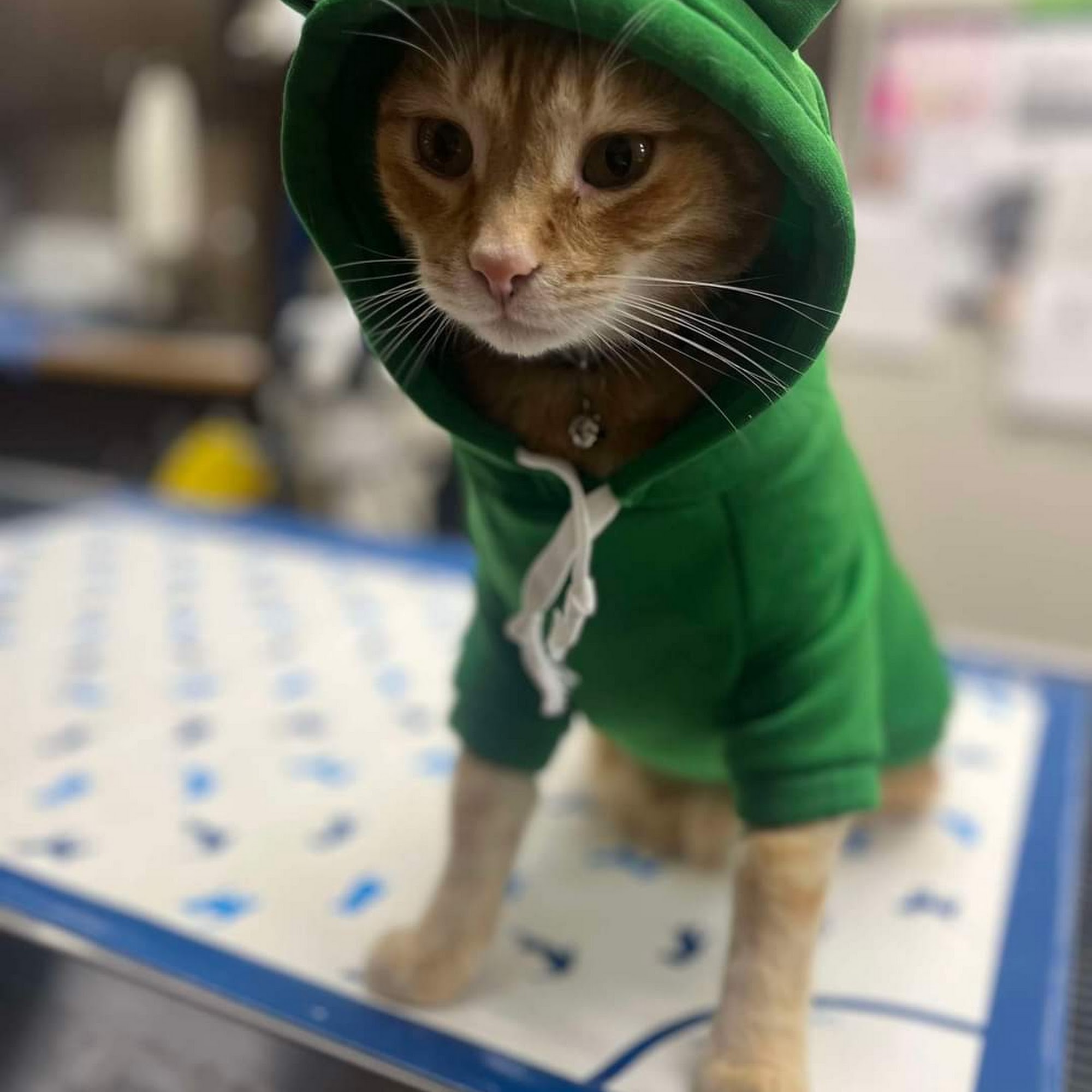 Pet Vet Hospital and Wellness Center Spokane Valley