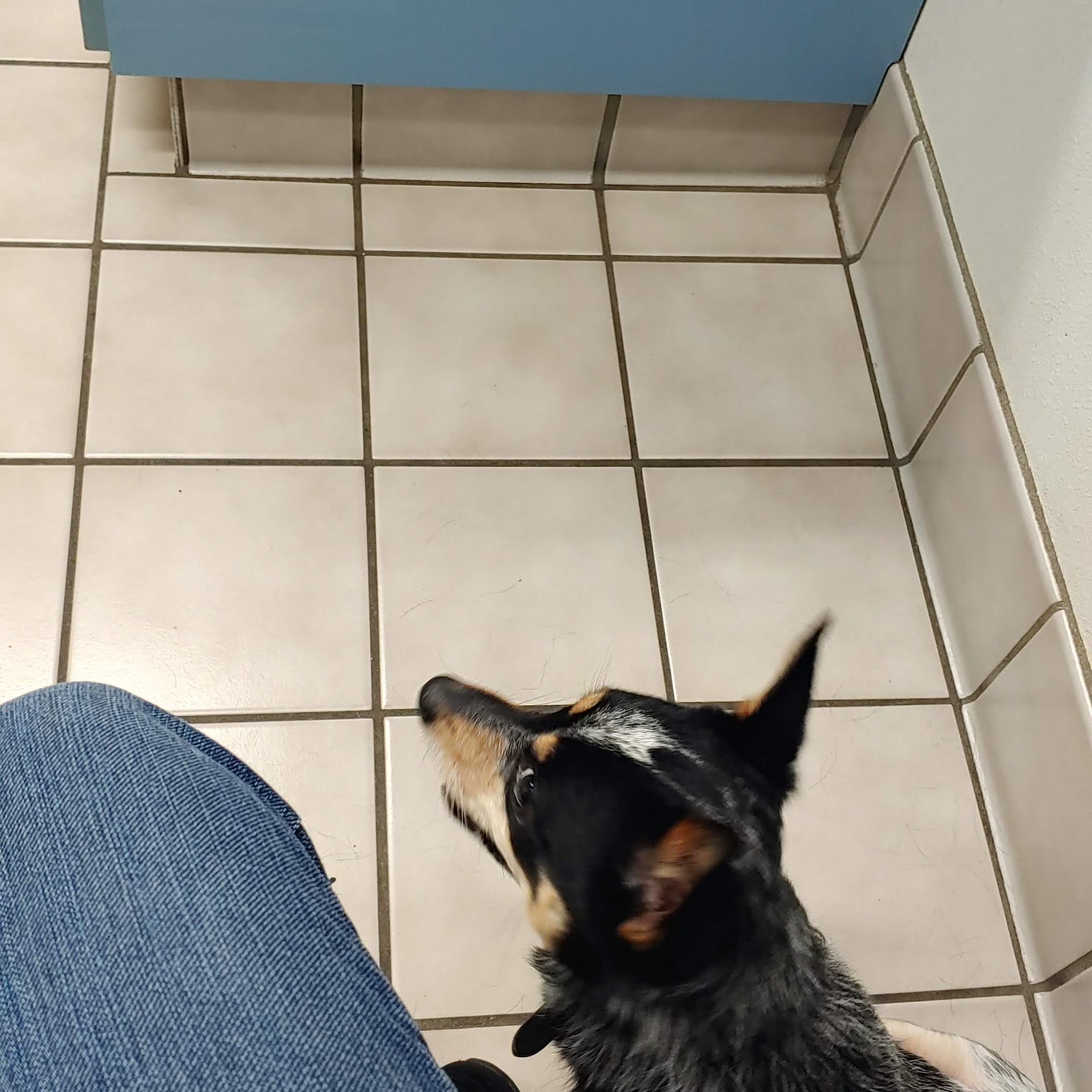 Spokane Valley Animal Hospital & Health Center Spokane Valley