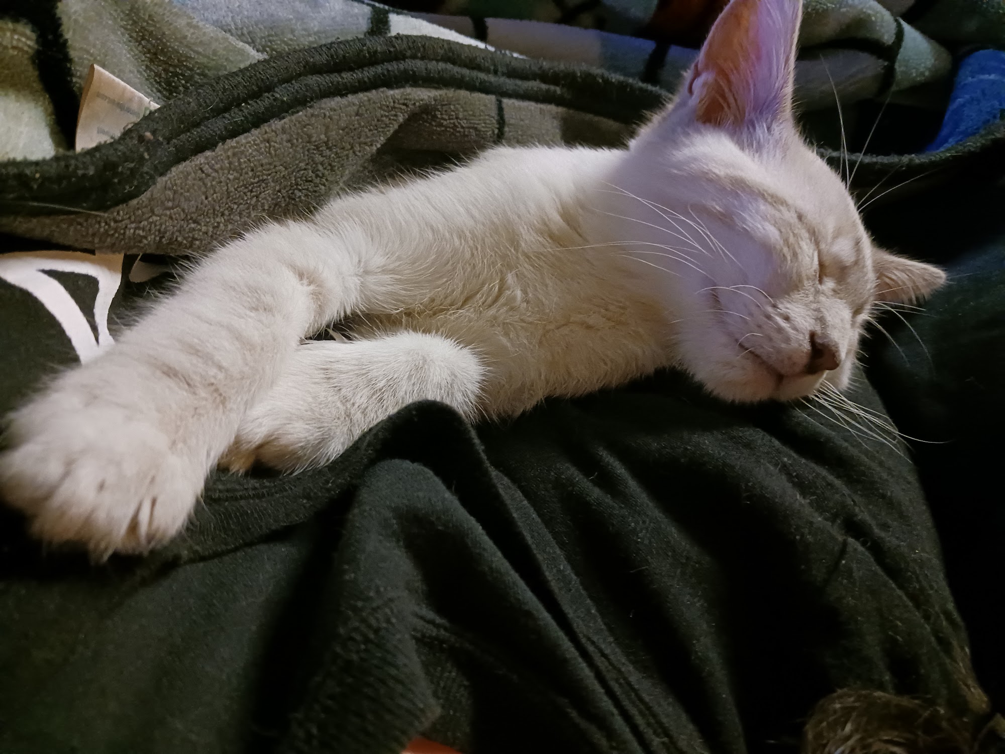 Mountain Empire Veterinary Services Spokane Valley