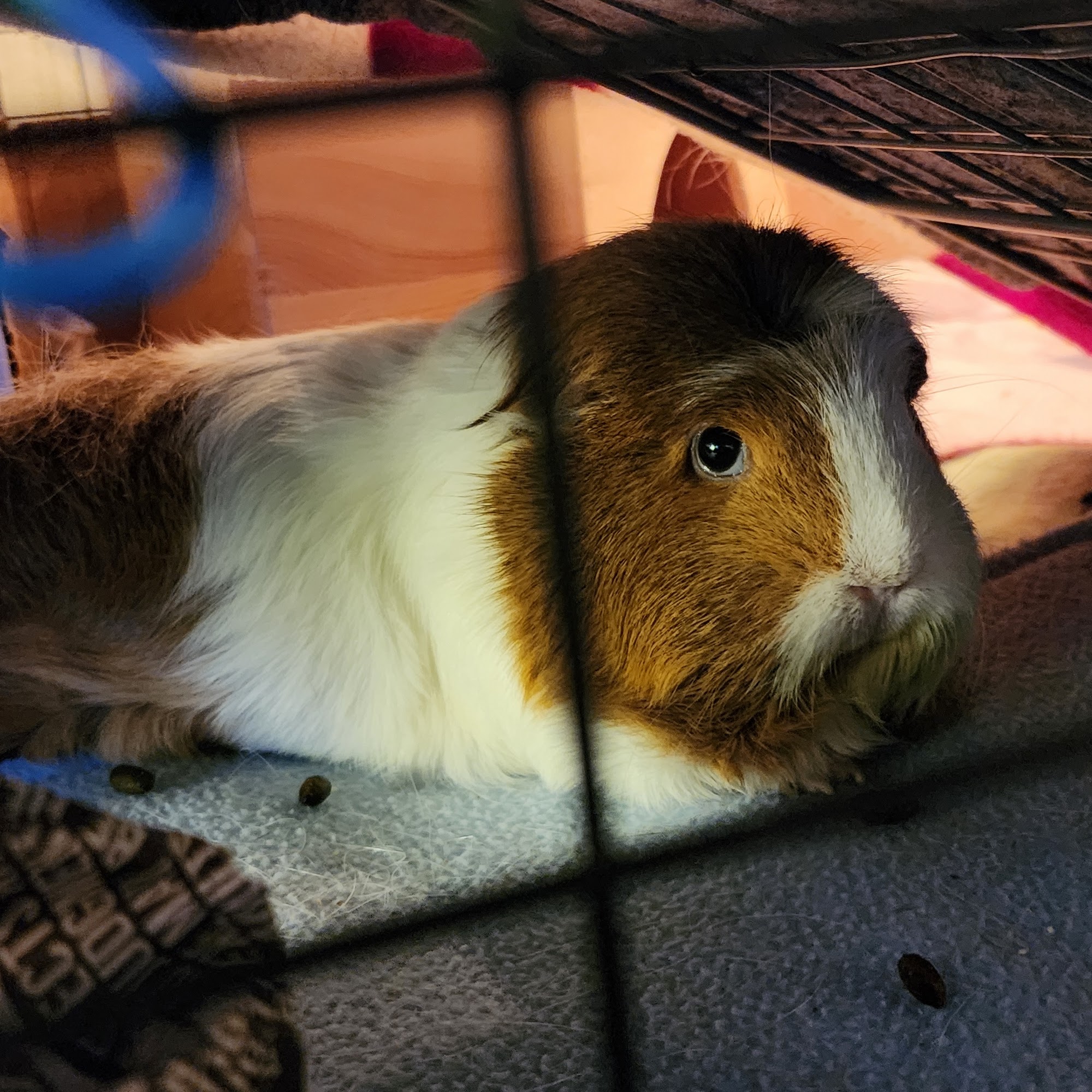 All Creatures Veterinary Clinic Spokane Valley