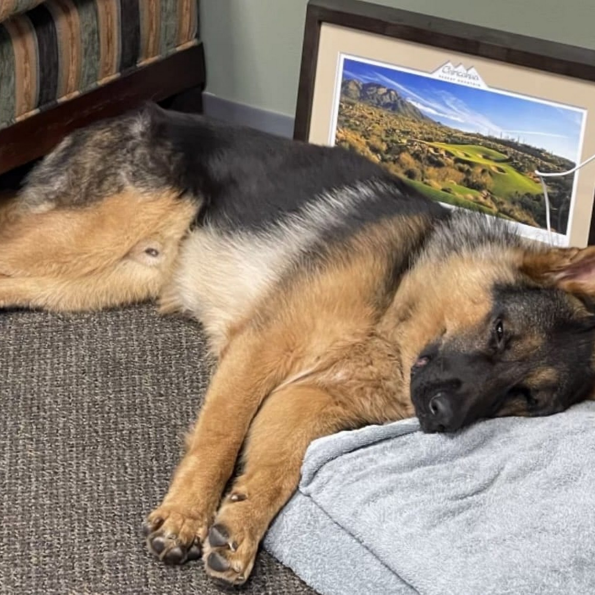 K9 Country Club Pet Center Spokane Valley