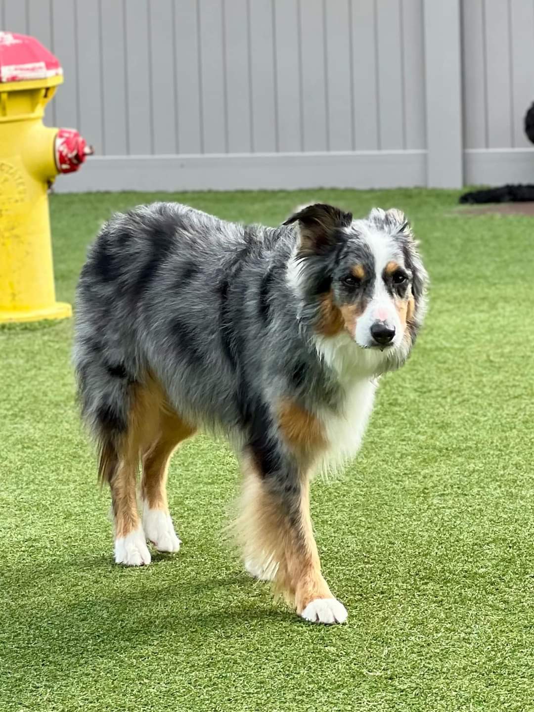 K9 Country Club Pet Center Spokane Valley