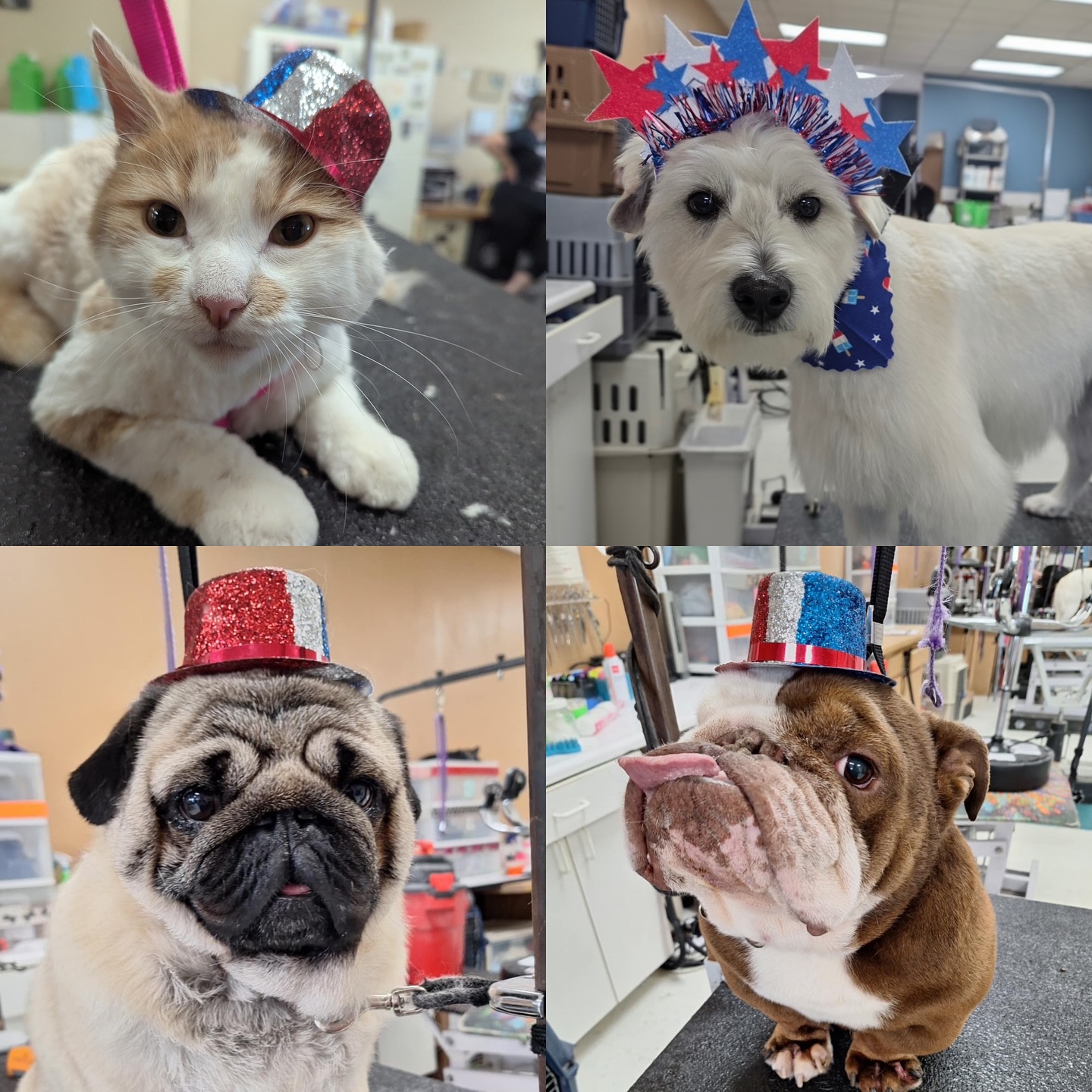 Bark R Boutique Spokane Valley