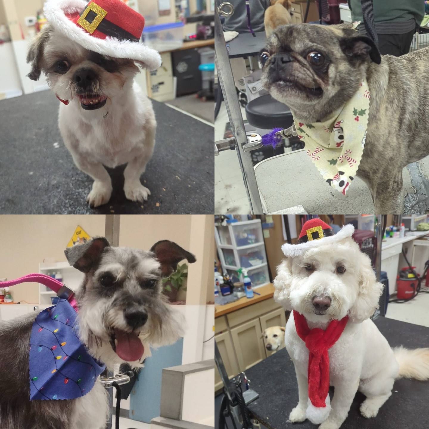 Bark R Boutique Spokane Valley