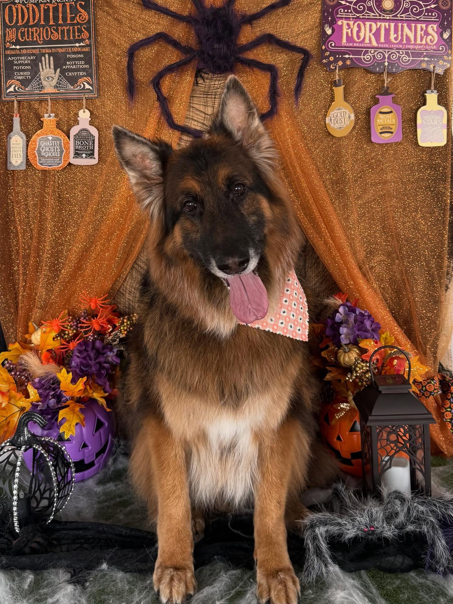 All Star Grooming Spokane Valley