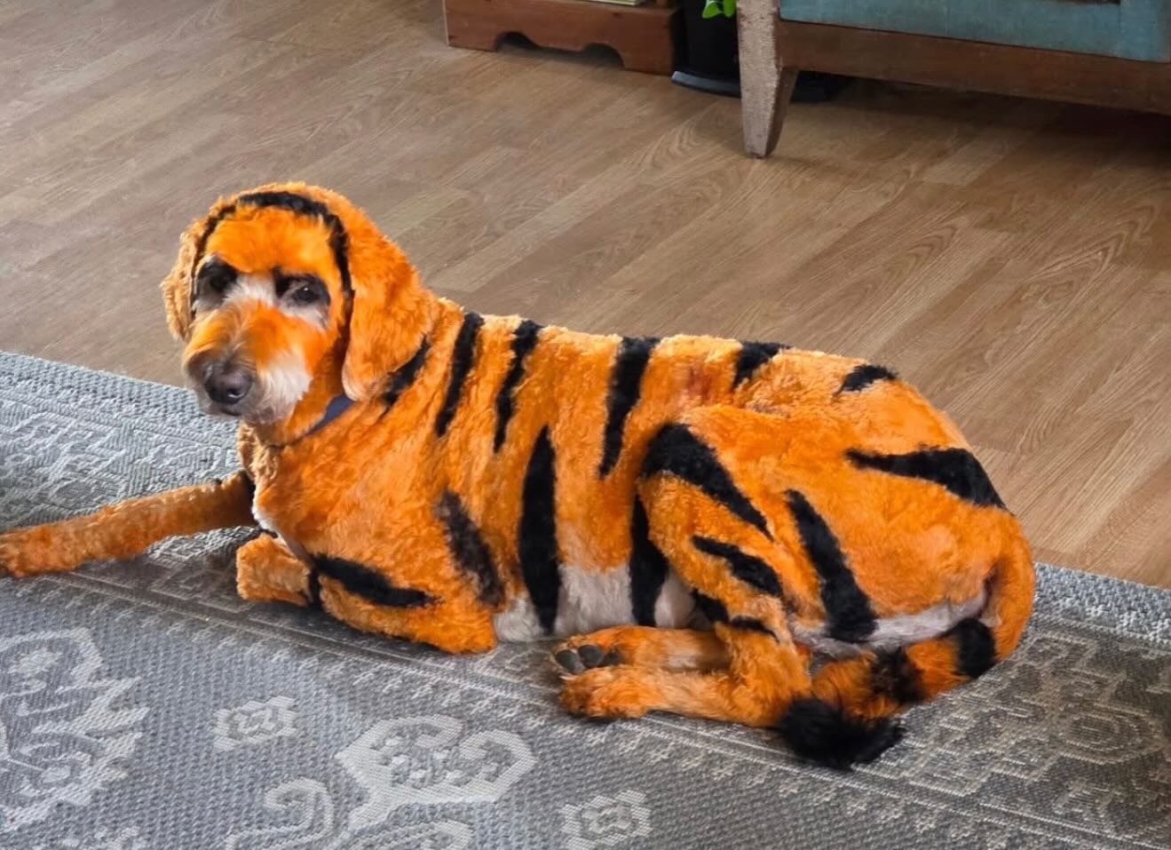 All Star Grooming Spokane Valley