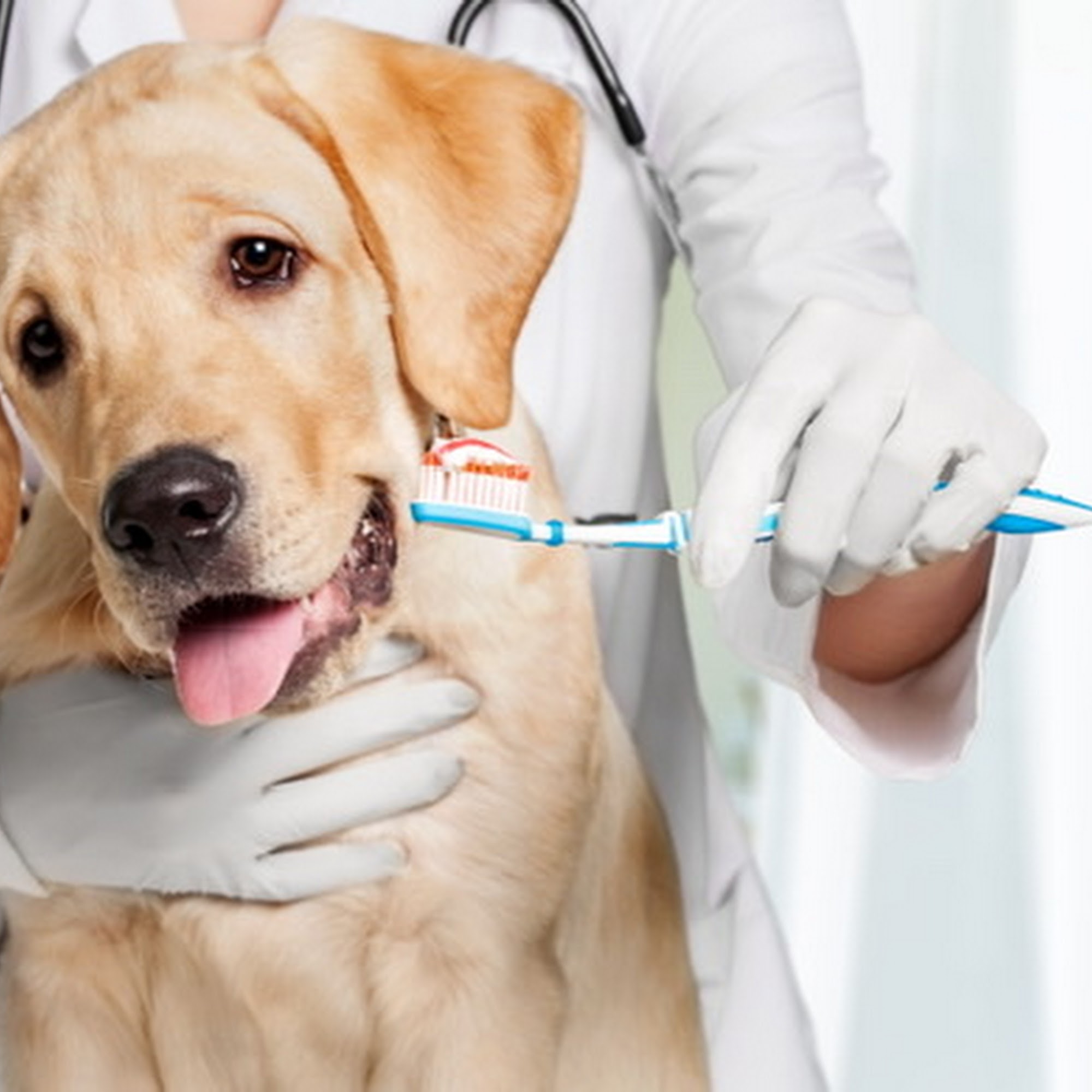 Spokane Veterinary Clinic Spokane Valley