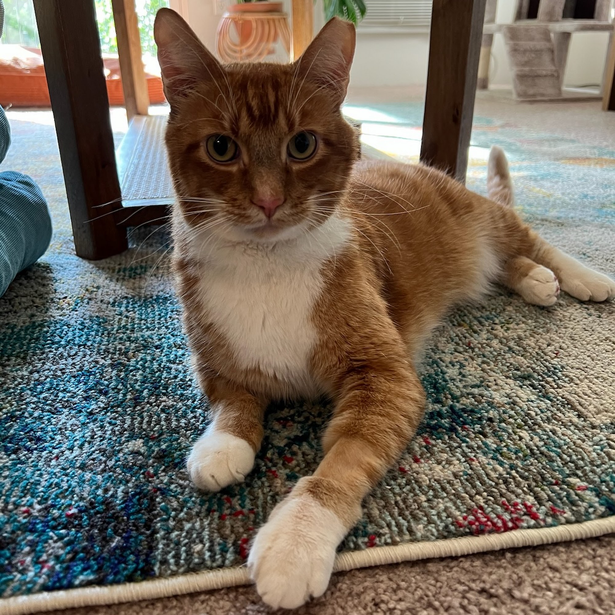 Garland Animal Clinic Spokane