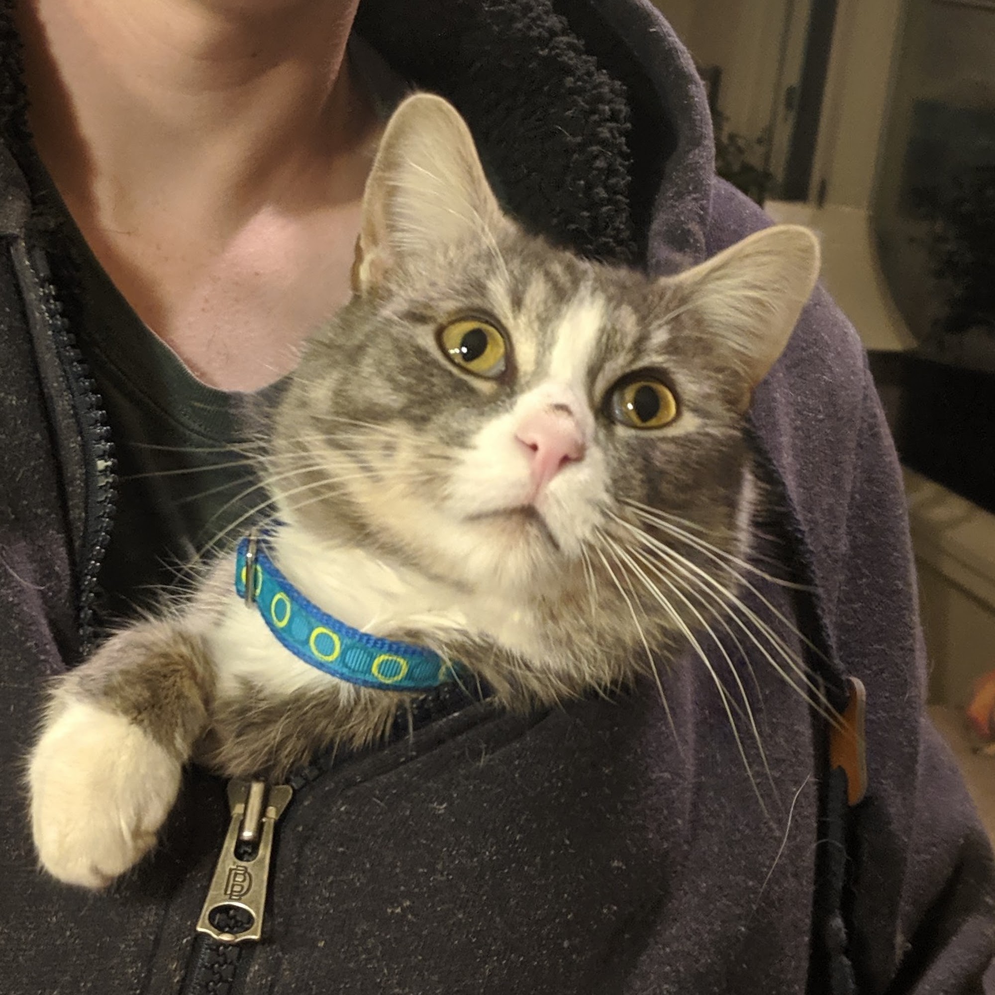 Cat's Meow Feline Veterinary Clinic Spokane