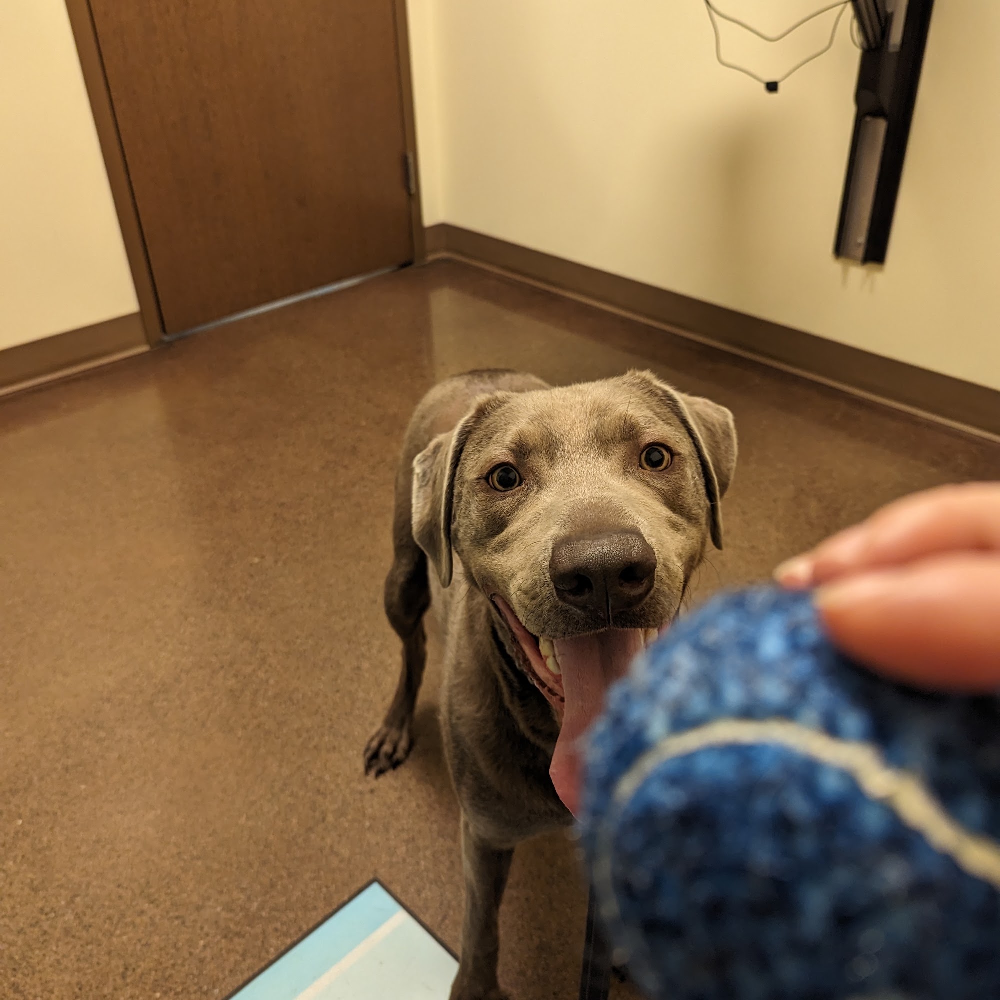 Indian Trail Animal Hospital Spokane