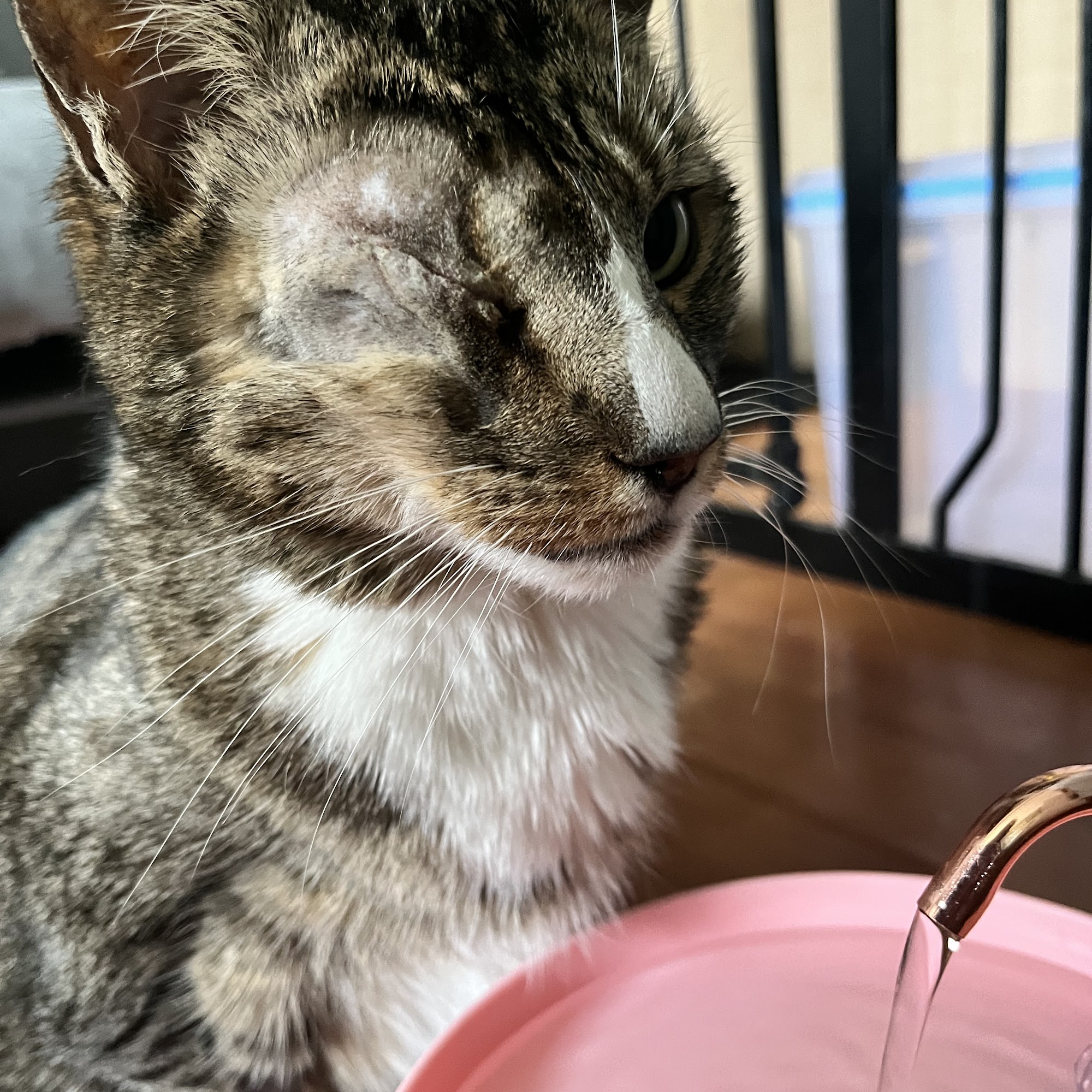 Animal Eye Clinic Spokane Spokane