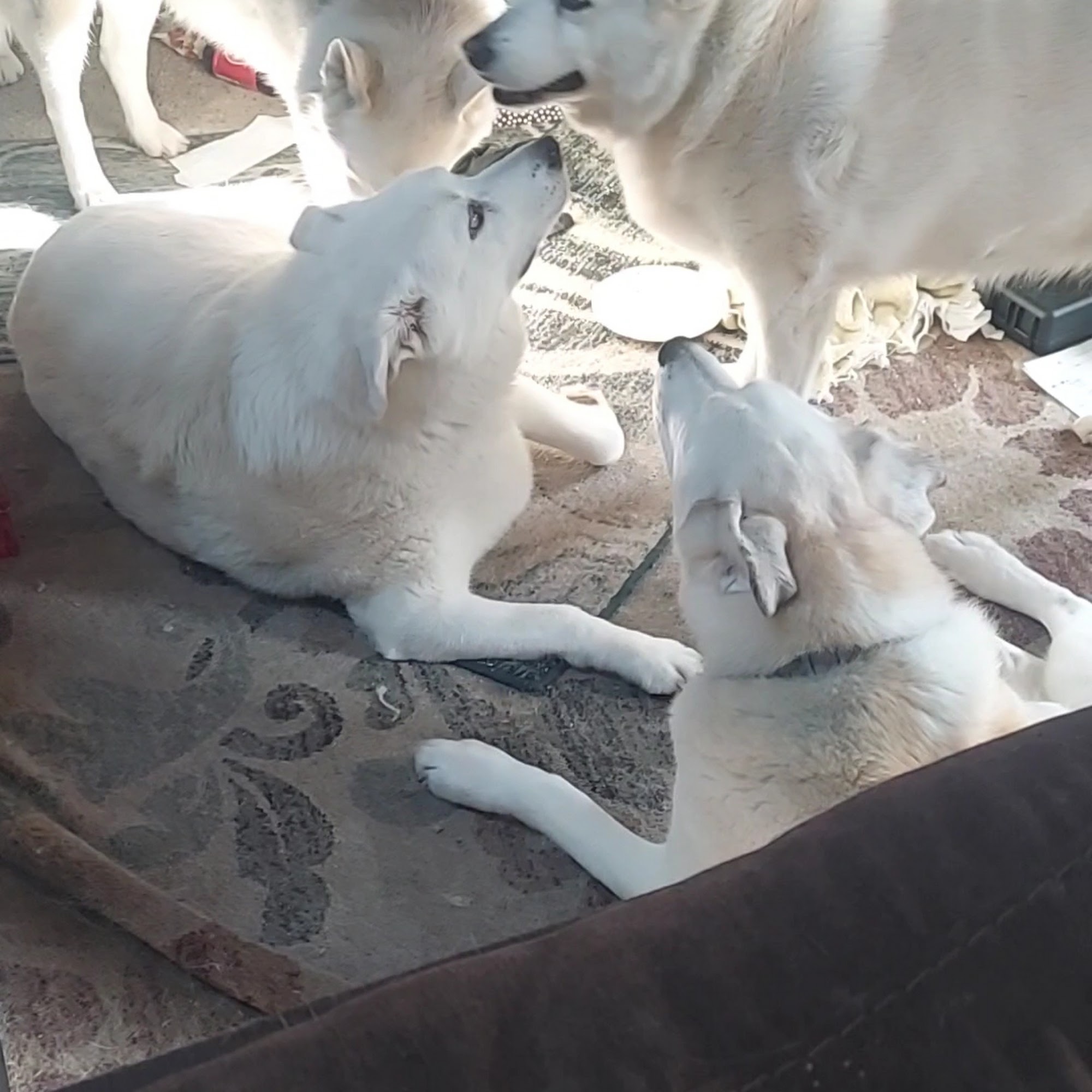 Lincoln Heights Veterinary Clinic Spokane