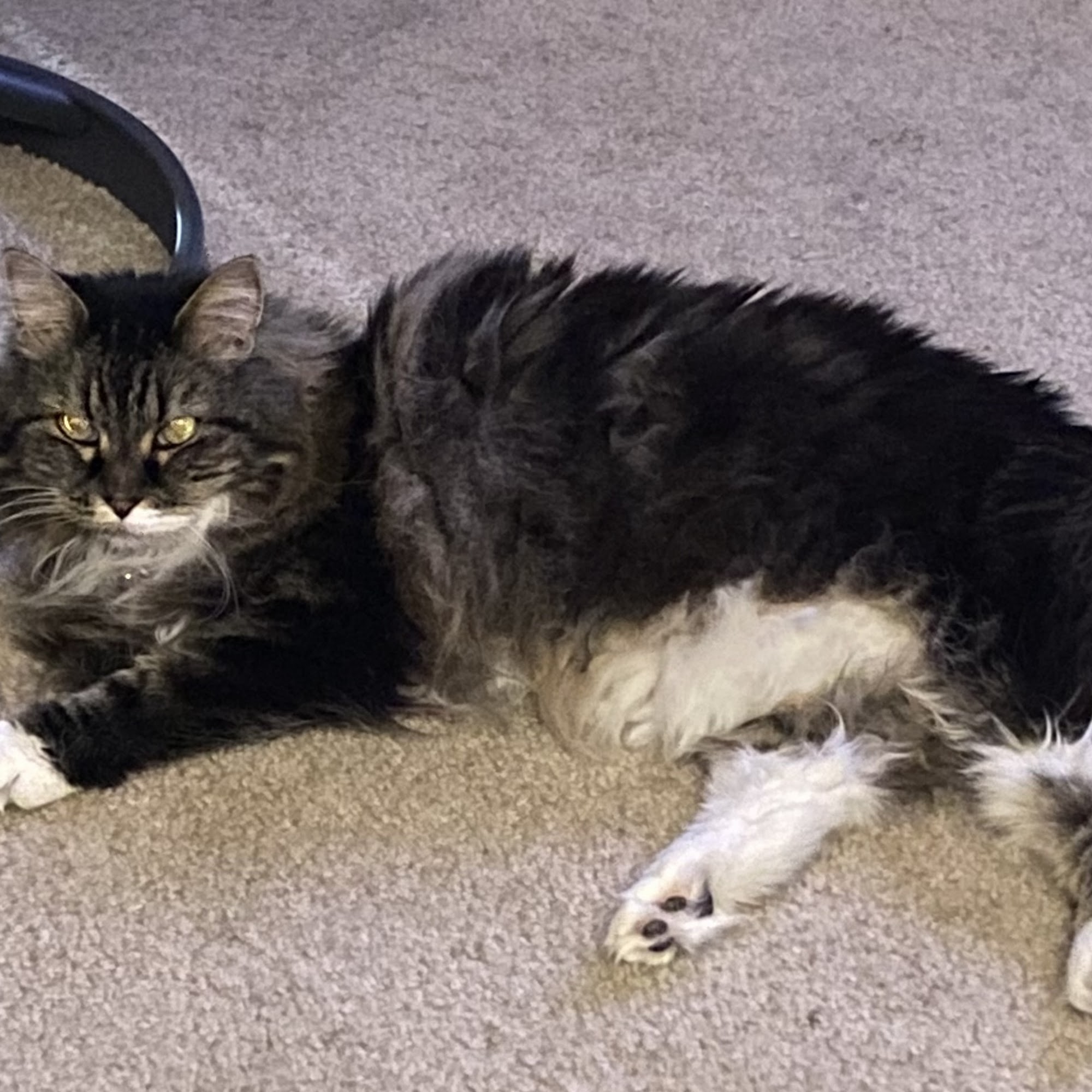 Fairwood Animal Hospital Spokane