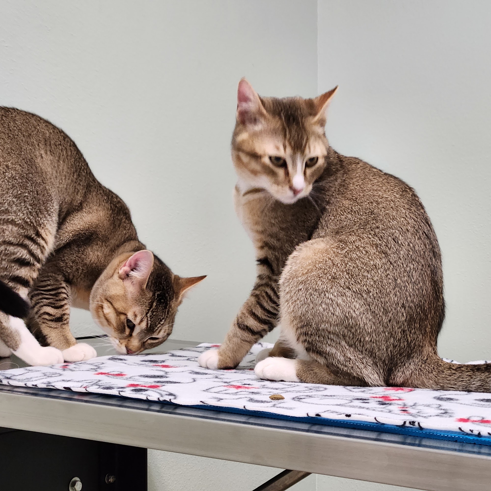 Wandermere Animal Hospital Spokane