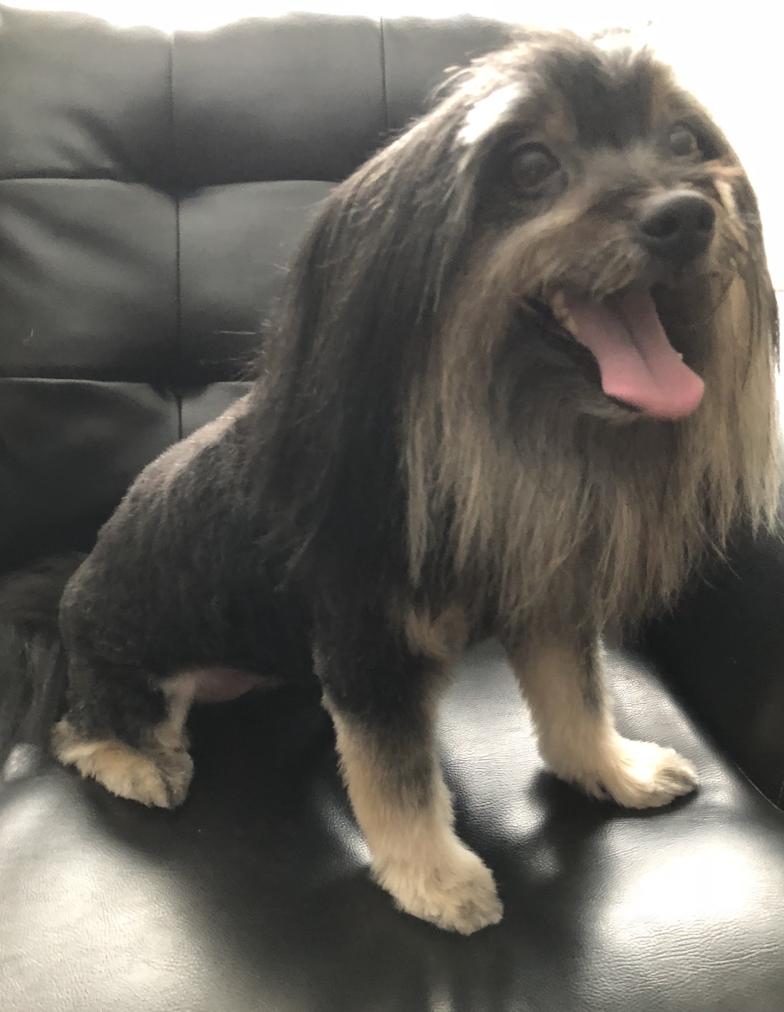 Sandra’s South Hill Grooming Spokane