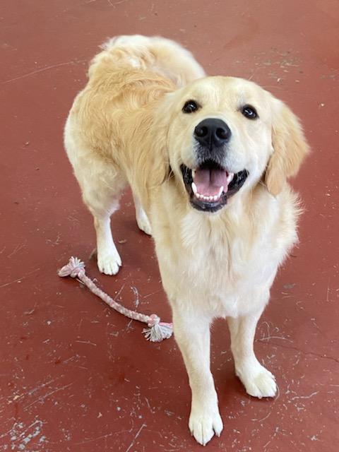 River City Grooming Spokane