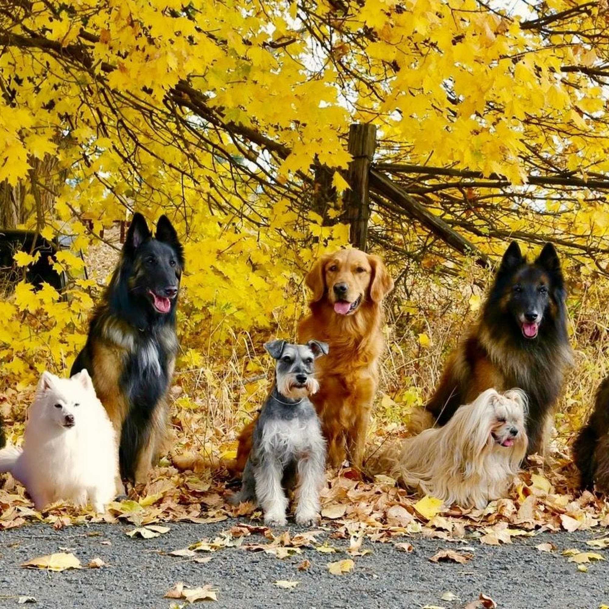 West Plains Canine School Spokane
